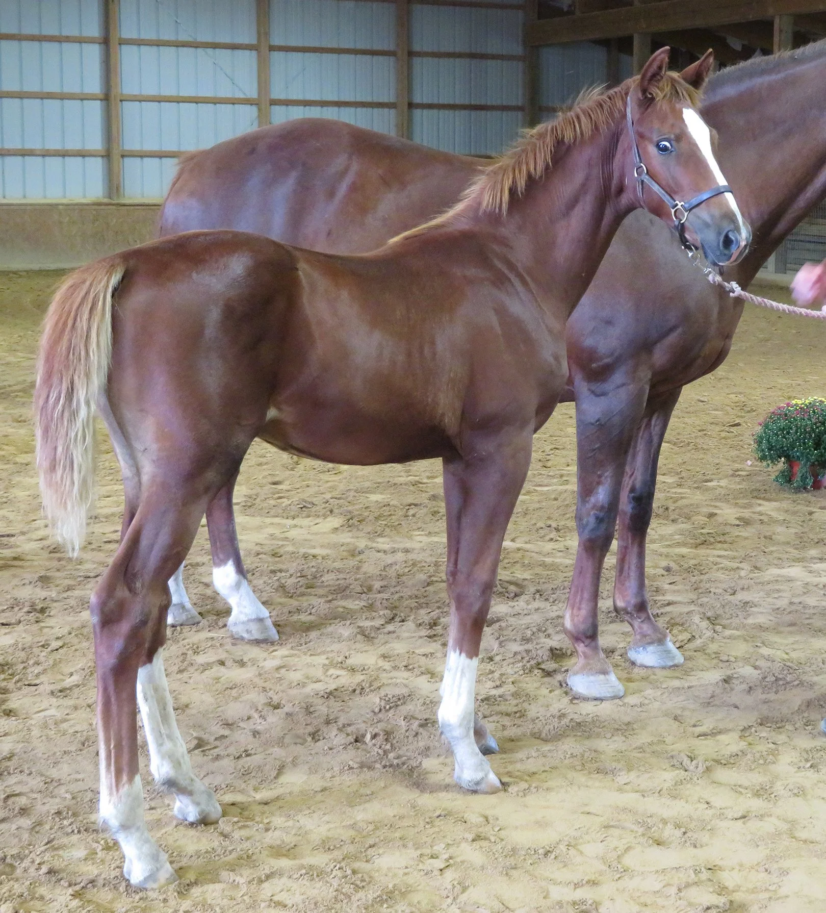 Quiet inspection RS 1.jpg