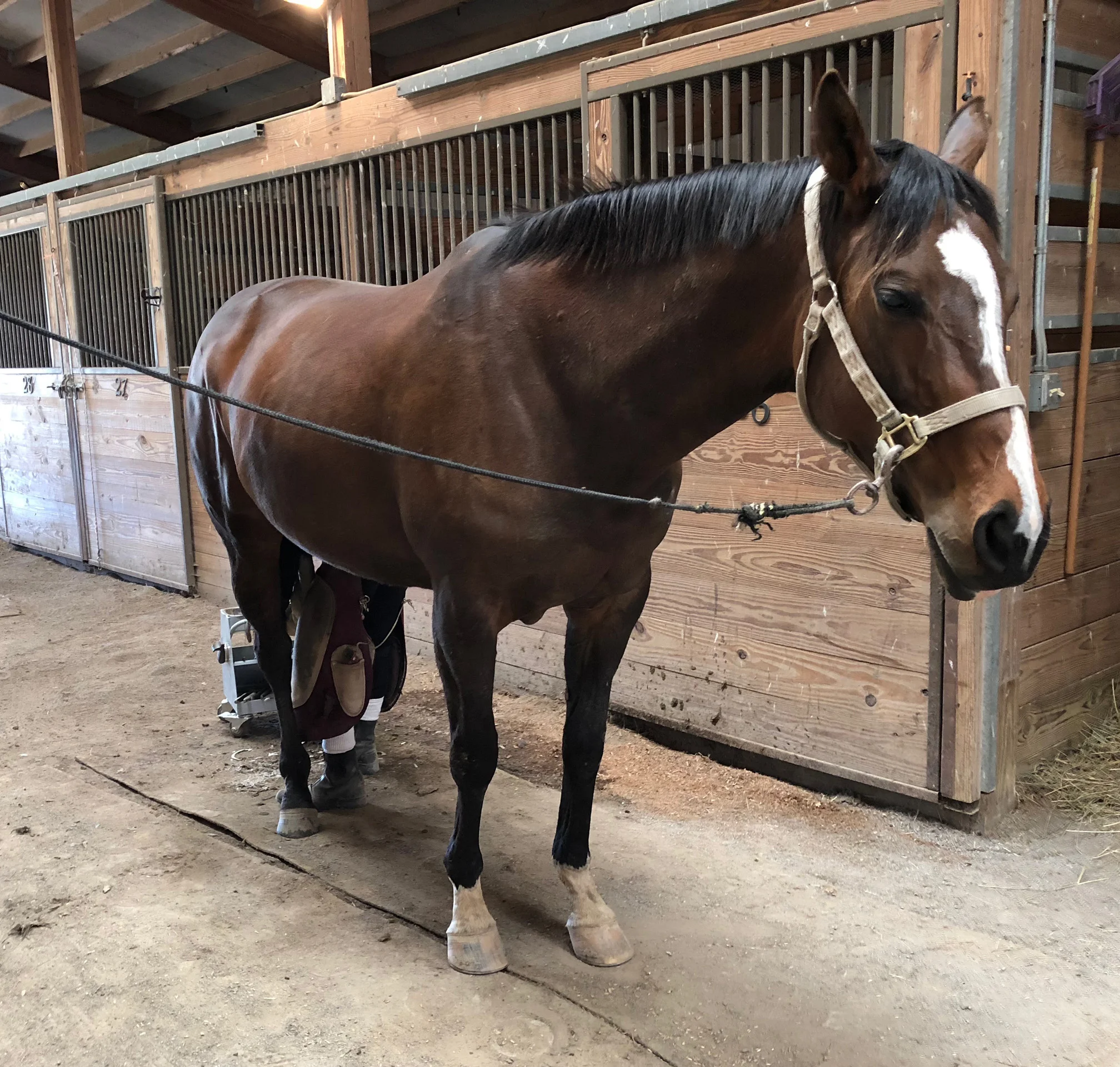Breezy Girl farrier 1.jpg