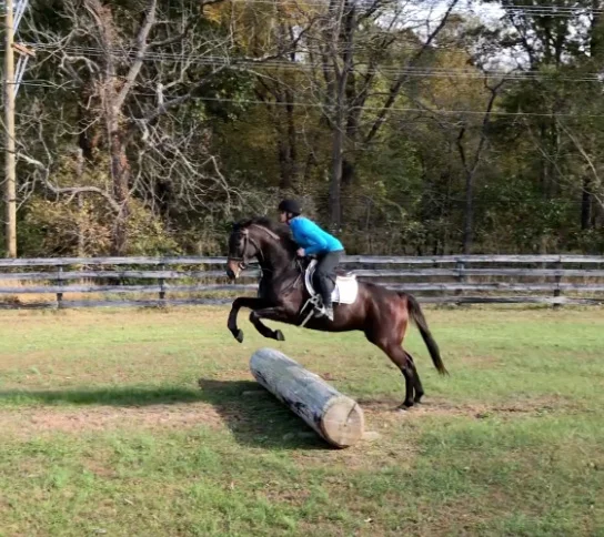 Joe Joe xc jump 1.jpg