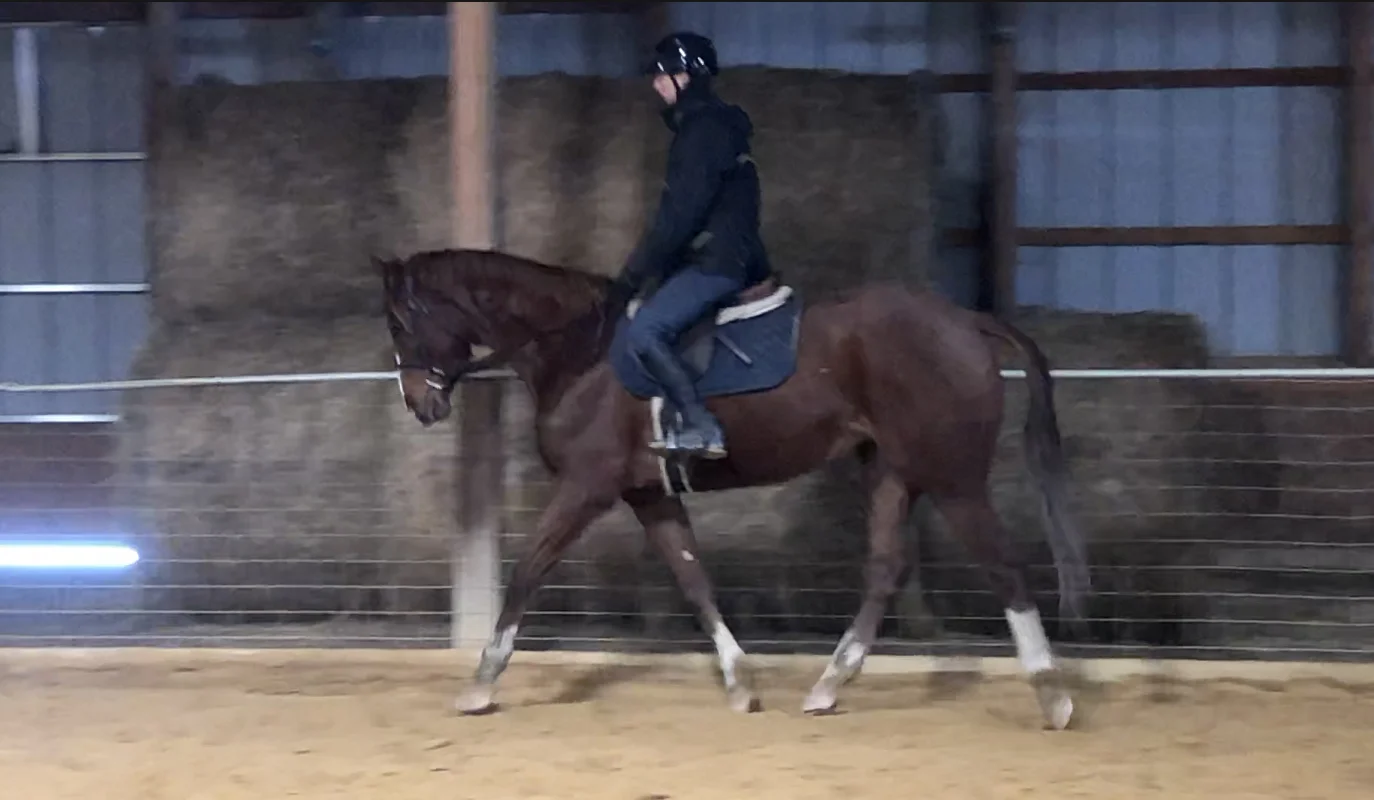 AJ trot 1.jpg