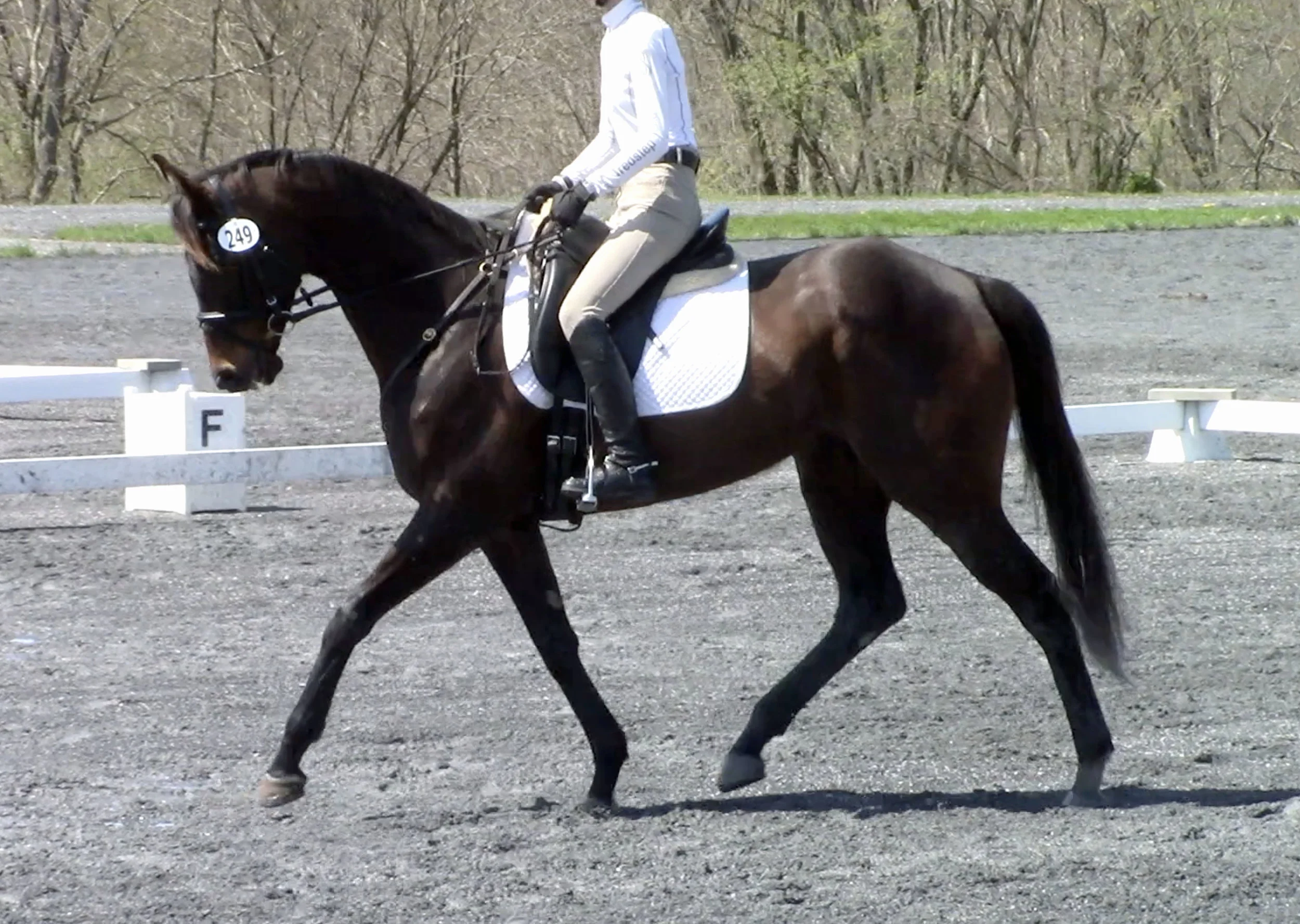 Sally MDST#2 trot 1.jpg