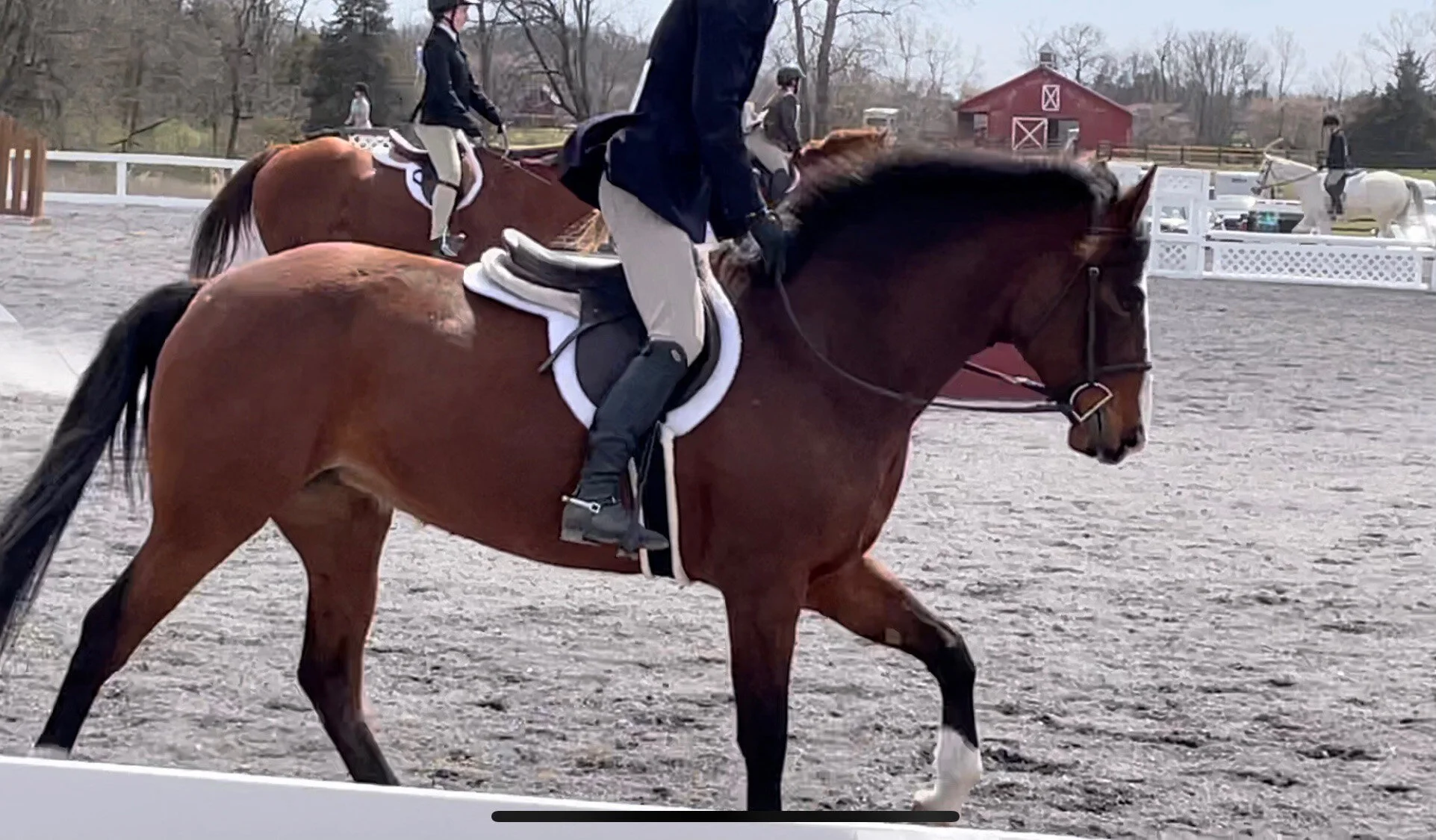 Ellie LMOS canter 2.jpg