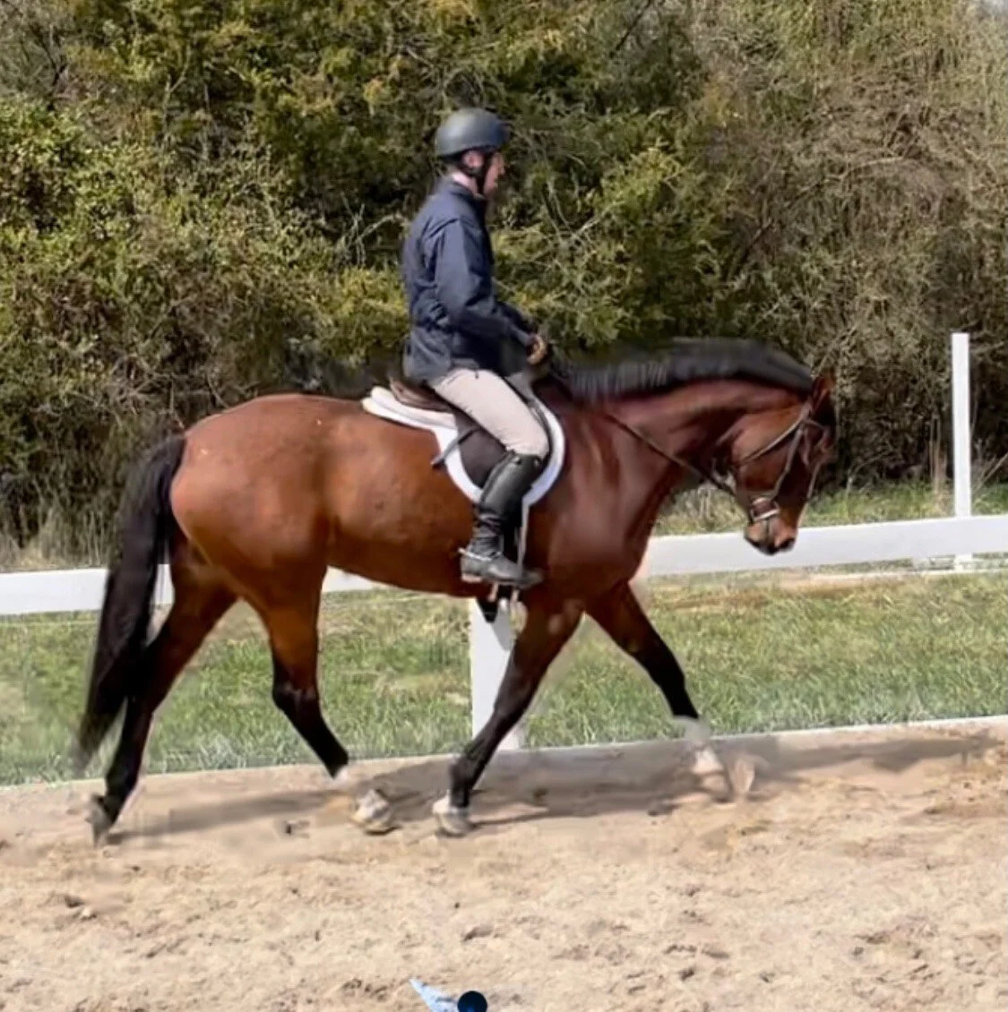 Ellie LMOS trot 1.jpg
