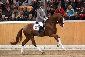 Quaterhall canter 1.jpeg