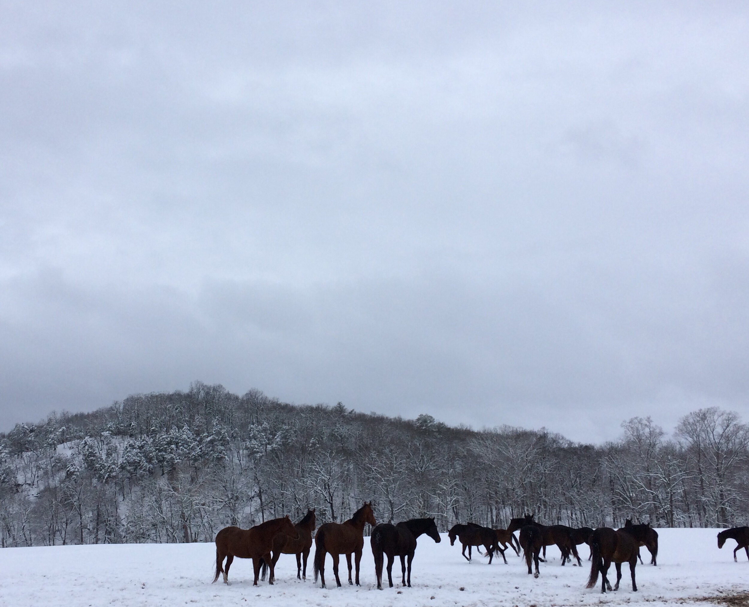 WV colts in snow 1.jpg