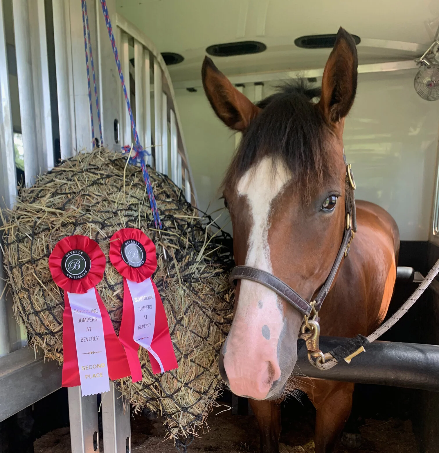 Ellie BVJ ribbon 1.jpg