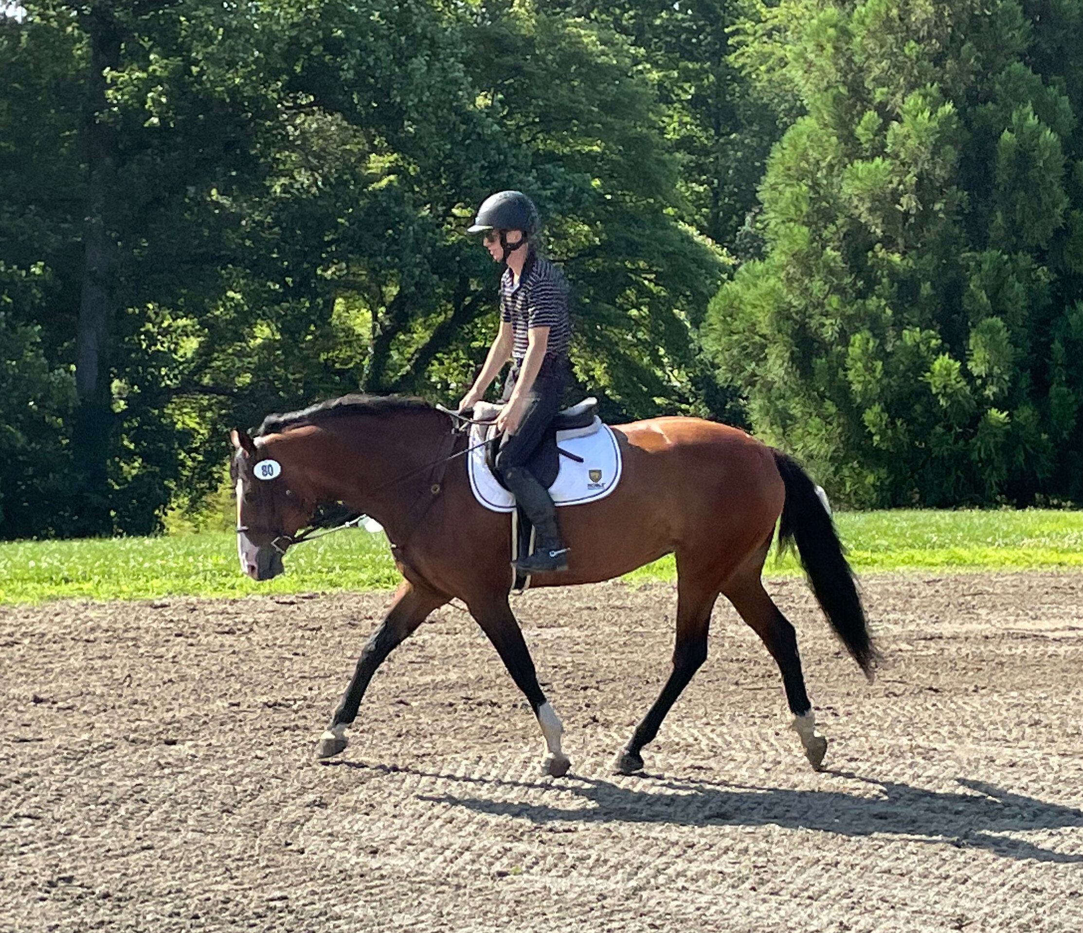 Ellie BVJ trot 1.jpg