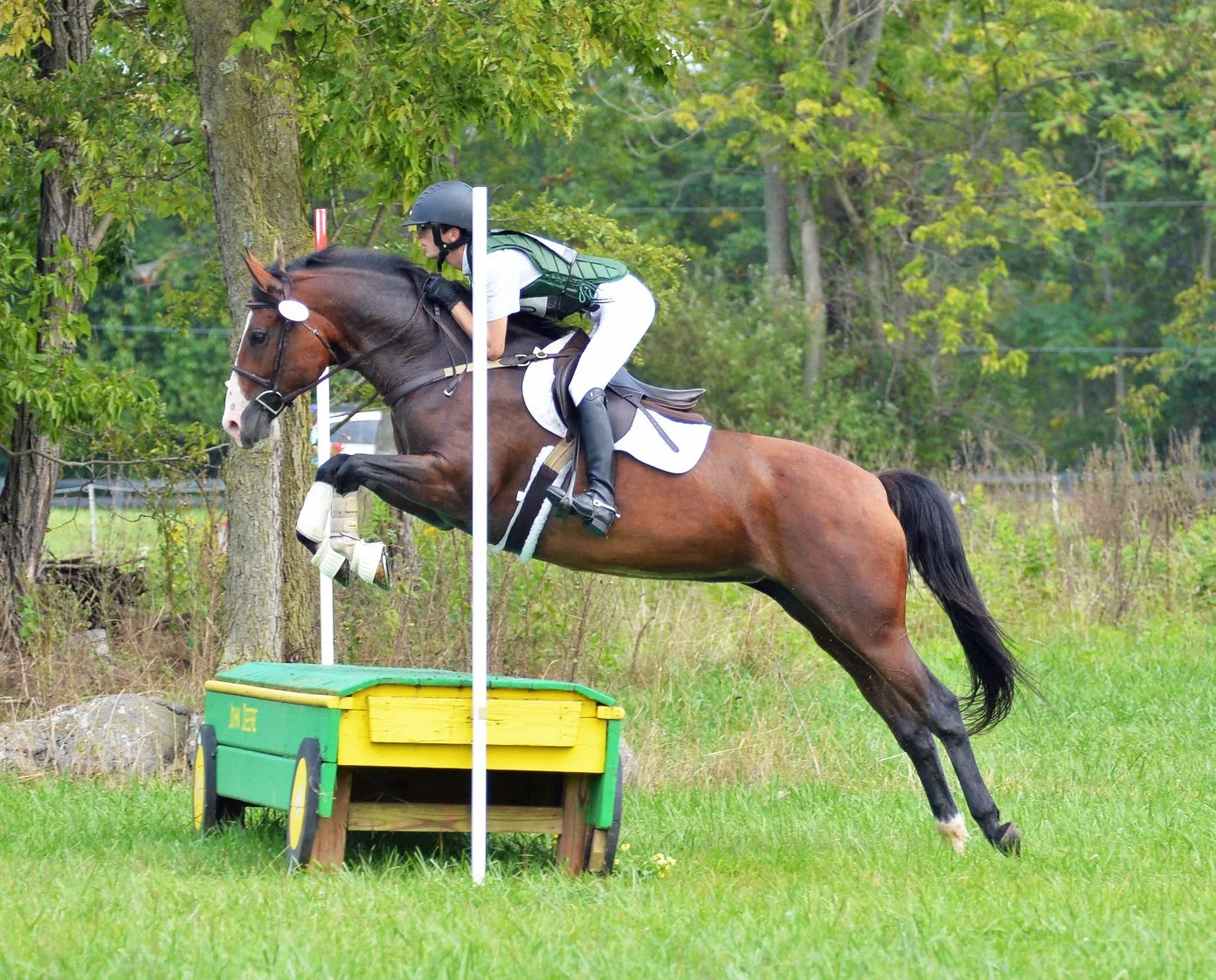 Ellie CDCTA prof xc jump 1.jpg