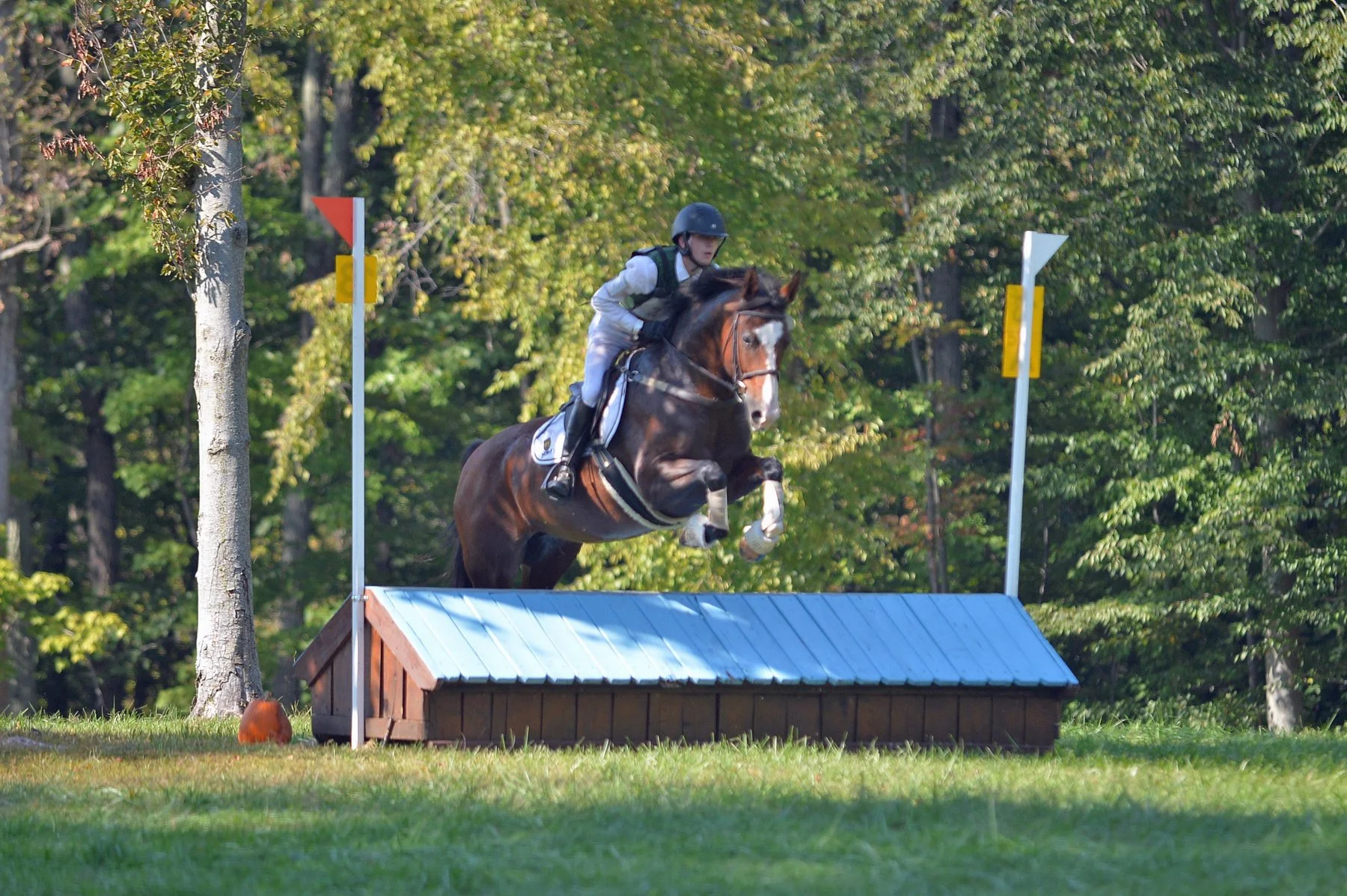 Ellie MDHT prof xc jump 1.JPG