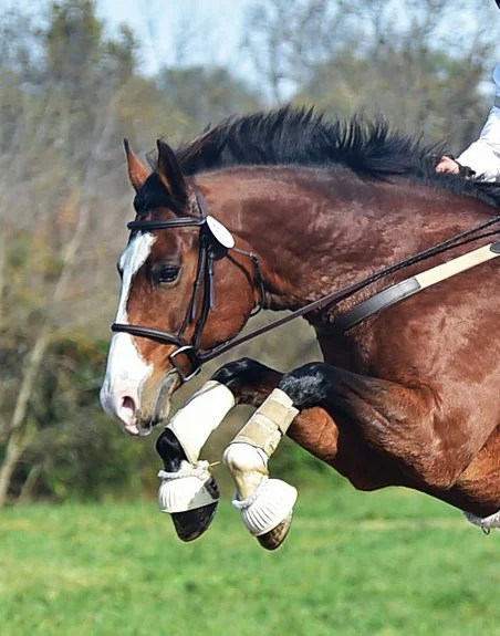Ellie FMFHT prof xc jump 1 crop.jpg