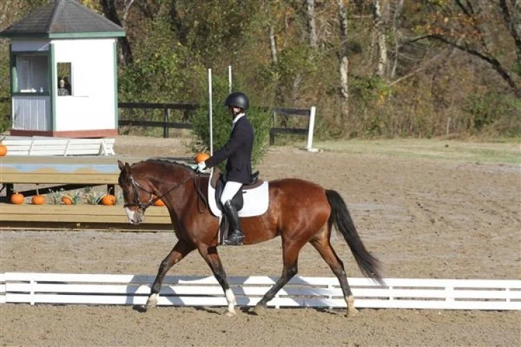 Ellie RGHT prof trot 1.jpg