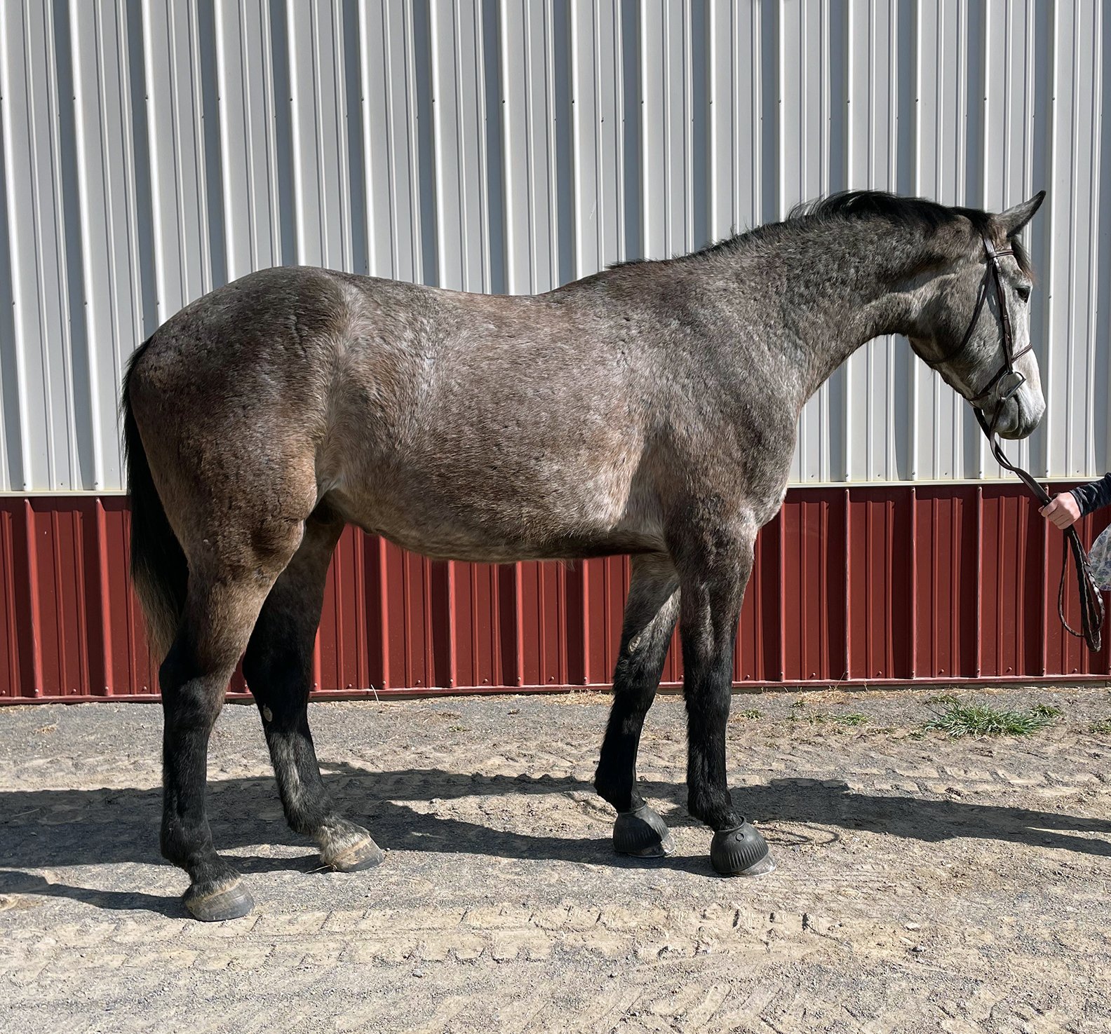 Apollo (SOLD) — T.H.A.N.K.S. -A- LOT FARM