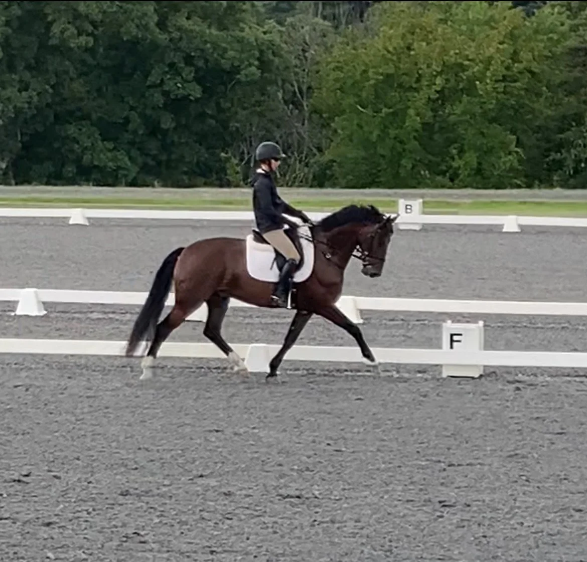 Marcelo MDTW trot 4.jpg