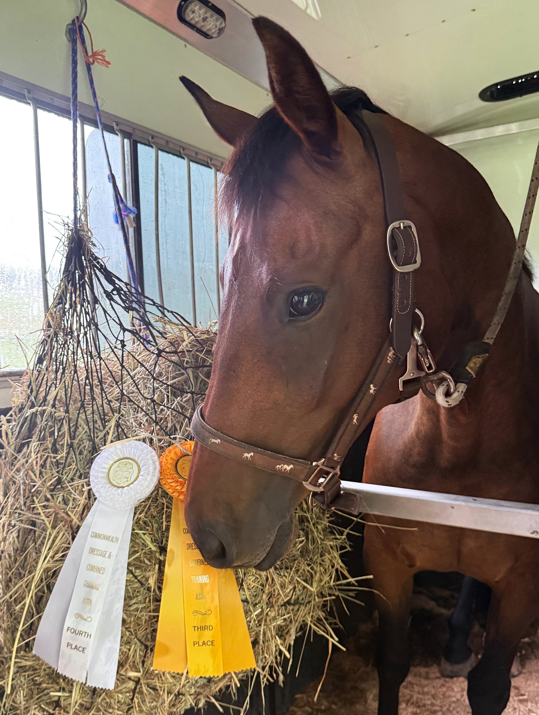 Jinn GMDS ribbons 1.jpg