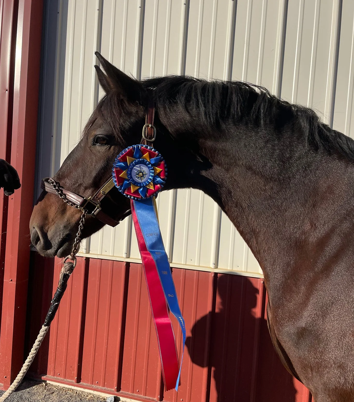 Marcelo CRDS Champ ribbon 1.jpg