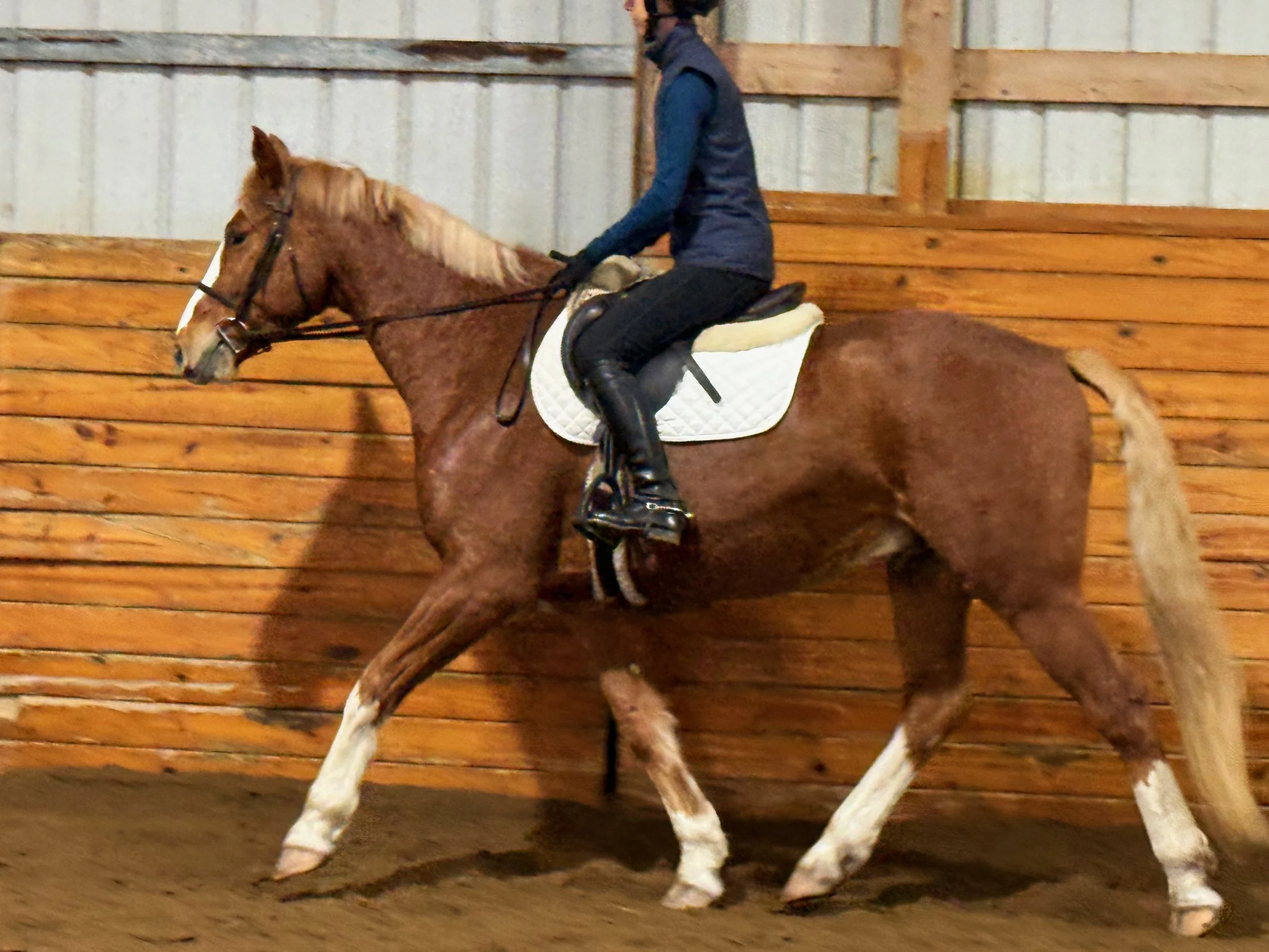 Battle WCFJS trot 1.jpg