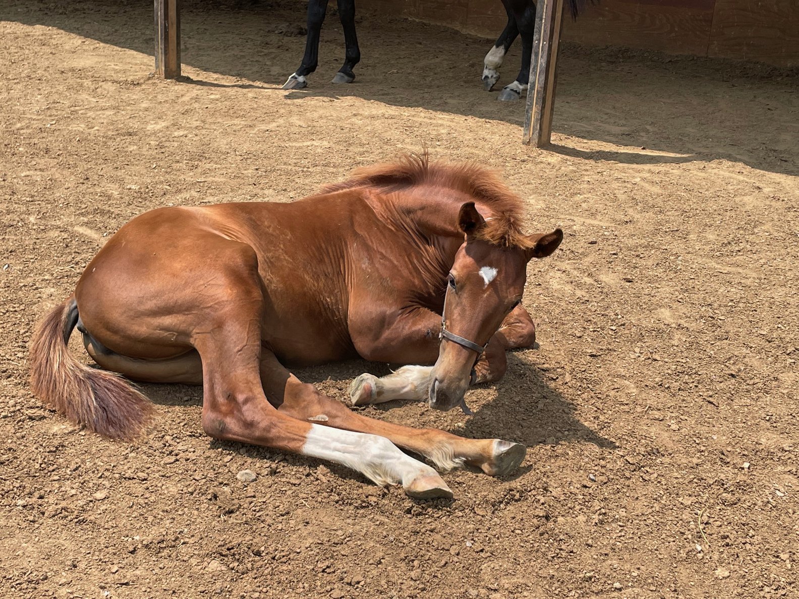 Valkyrie lie down 1.jpg