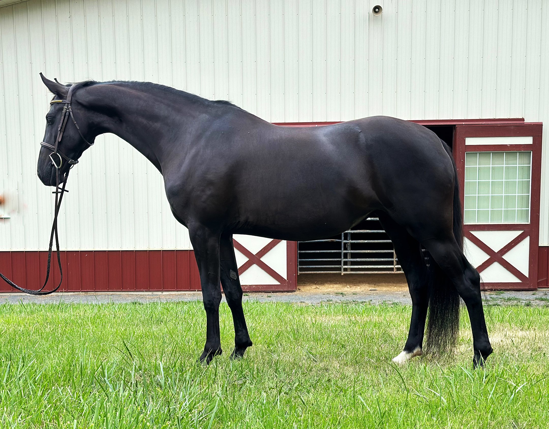 Sasha LS 8-24-1 med.jpg