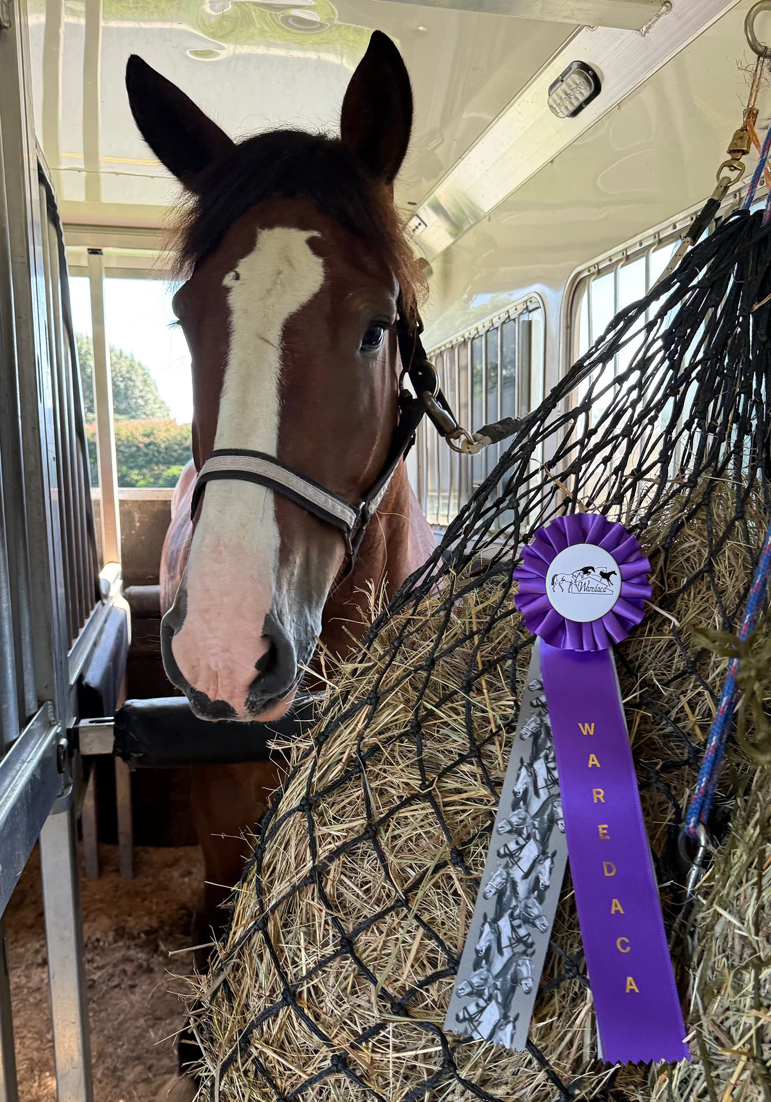 Mungo WDST ribbon 1.jpg