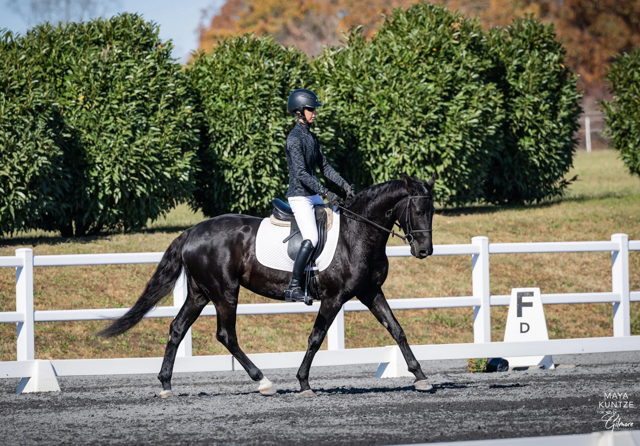 Sasha MDST2 prof trot 1.jpg