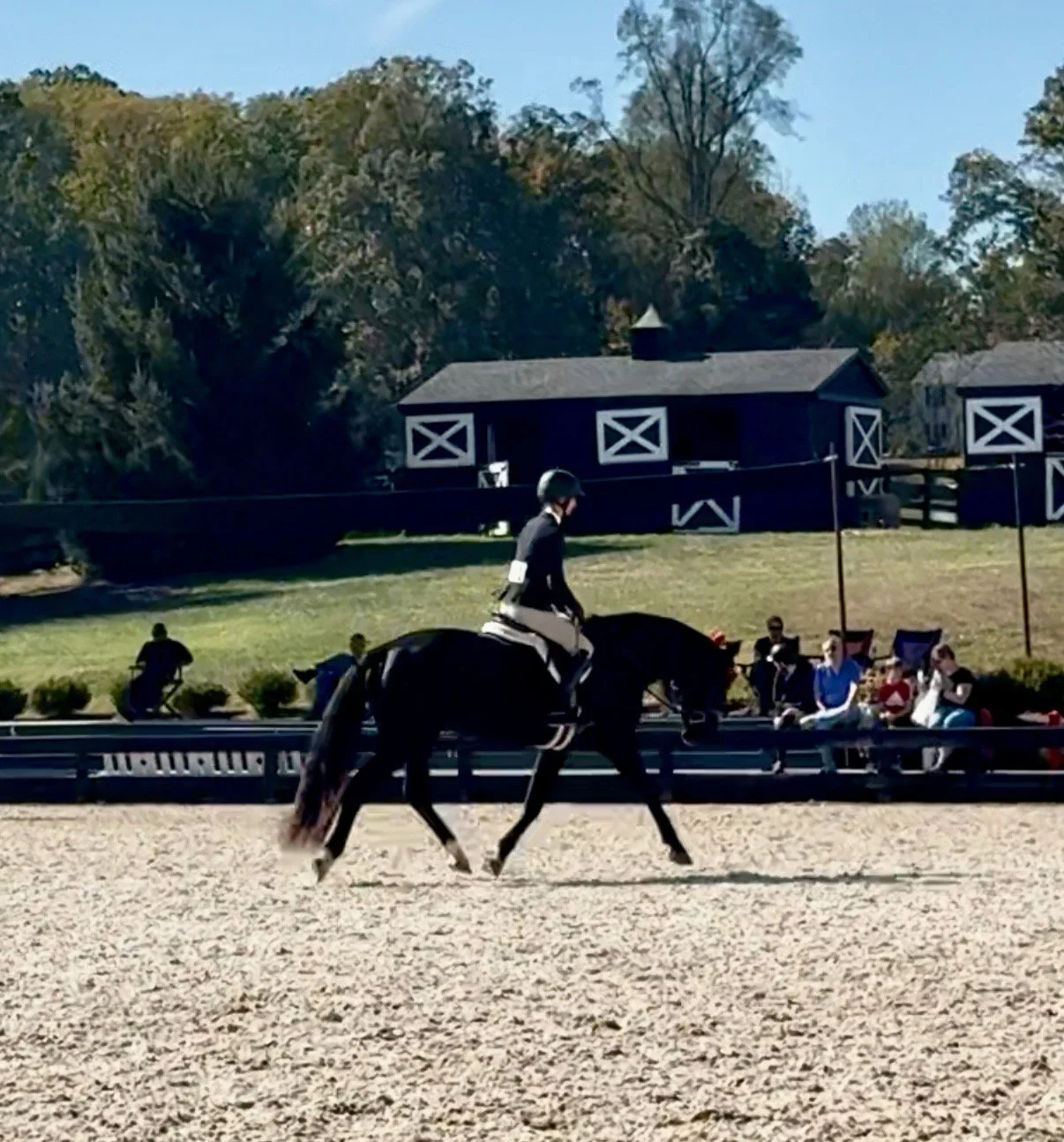 Fierce BVLYHS trot 1.jpg