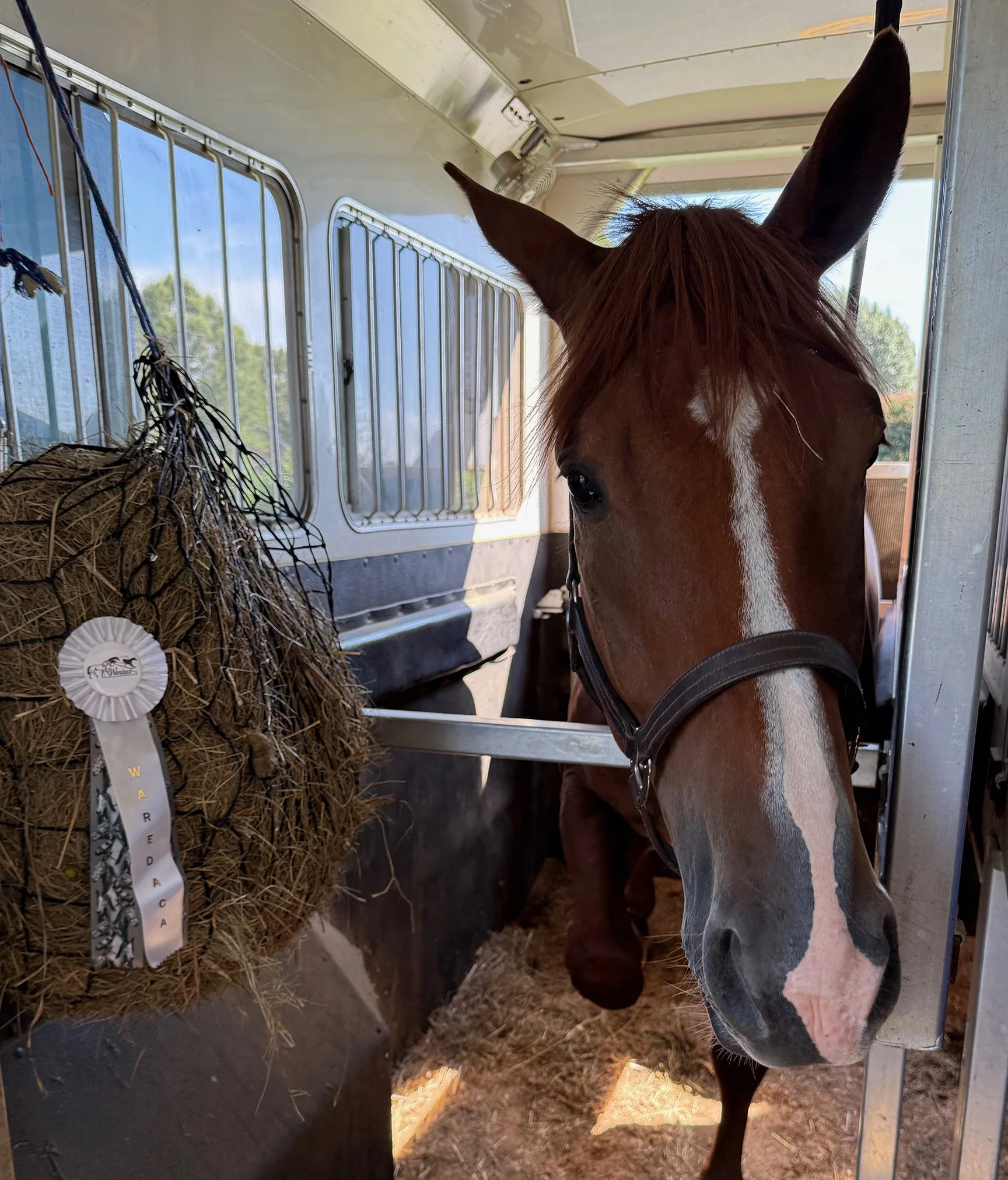 Titanium WDST ribbon 1.jpg