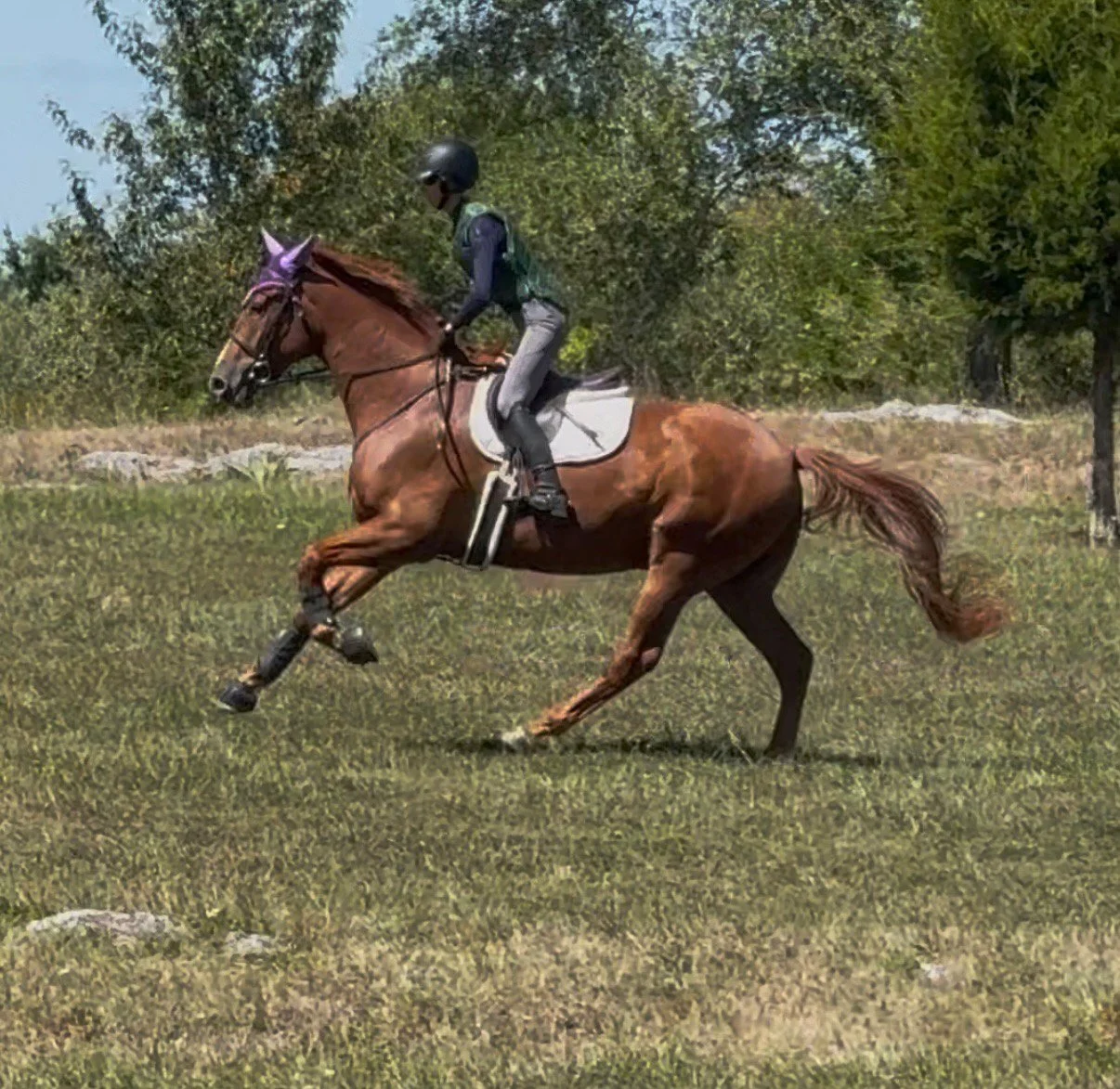 Titanium xc gallop 4.jpg