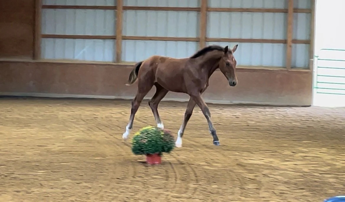 Fame inspection trot 1.jpg