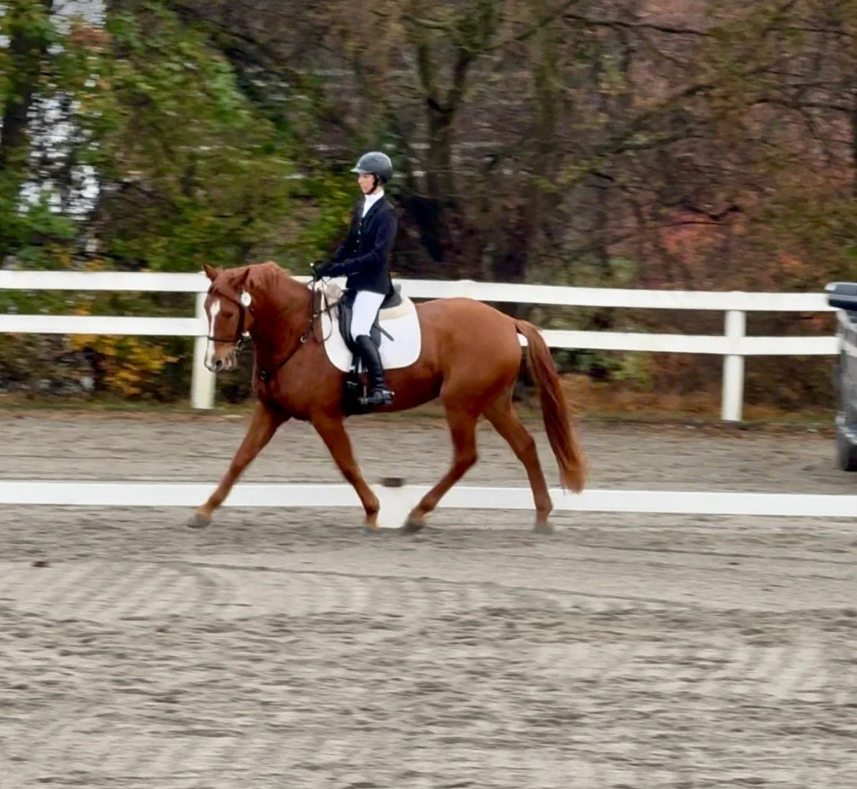 Titanium FMFHT trot 1.jpg