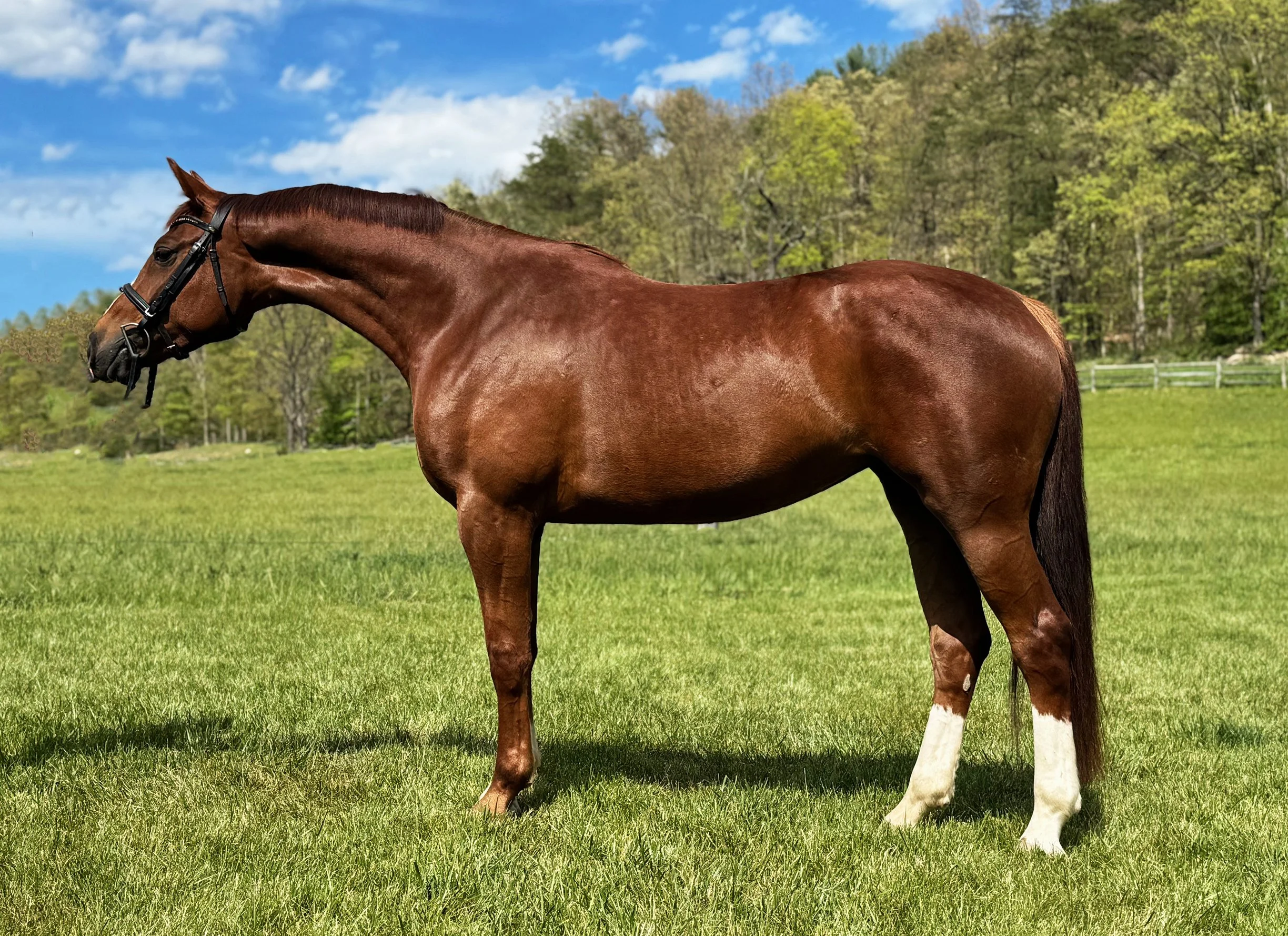 Bemuse LS 5-26-1G.jpg