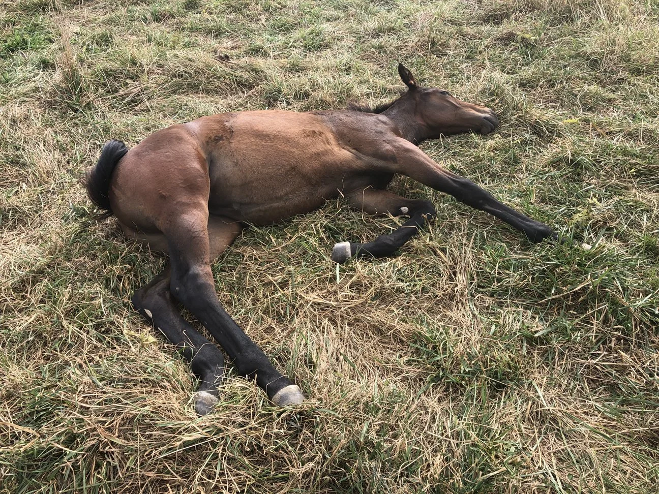 Henotic lie down 1.jpg