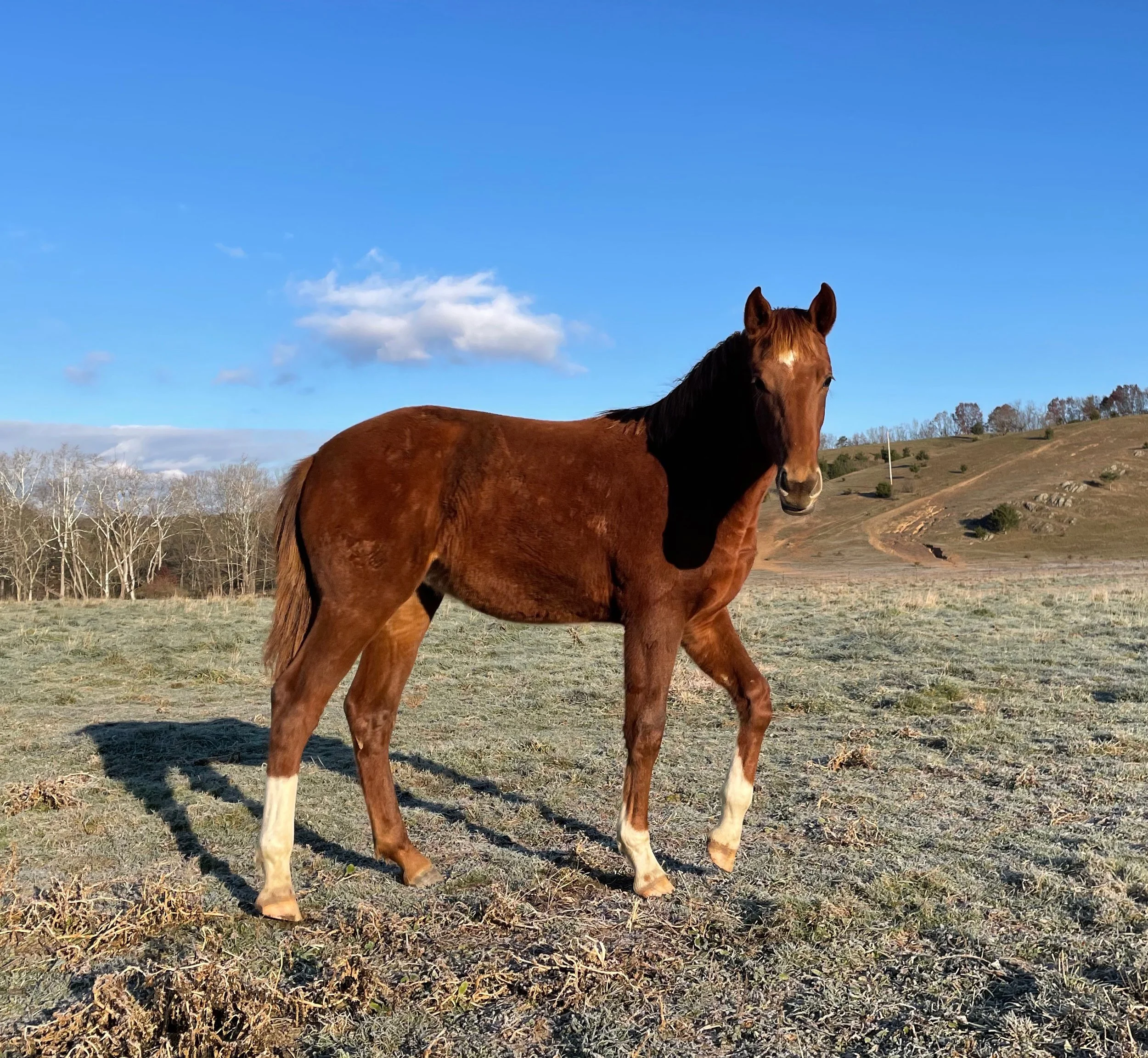 Valkyrie 11-21-1.jpg