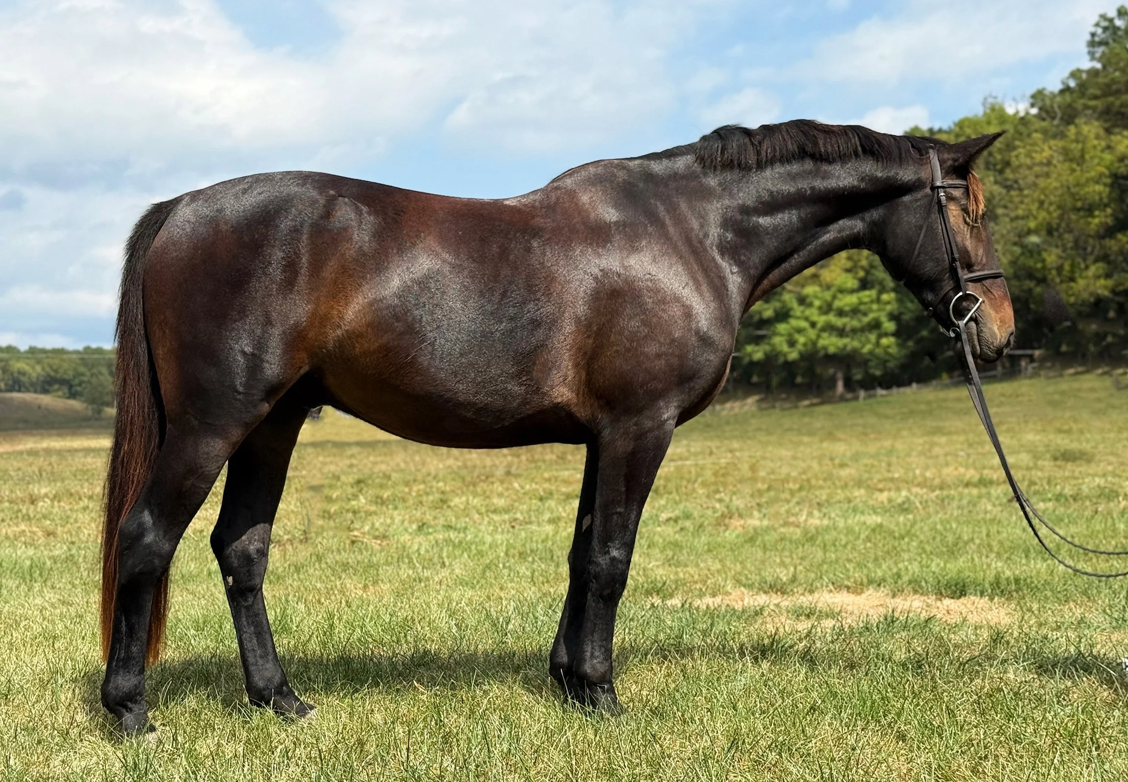 Zolin RS 4.jpg