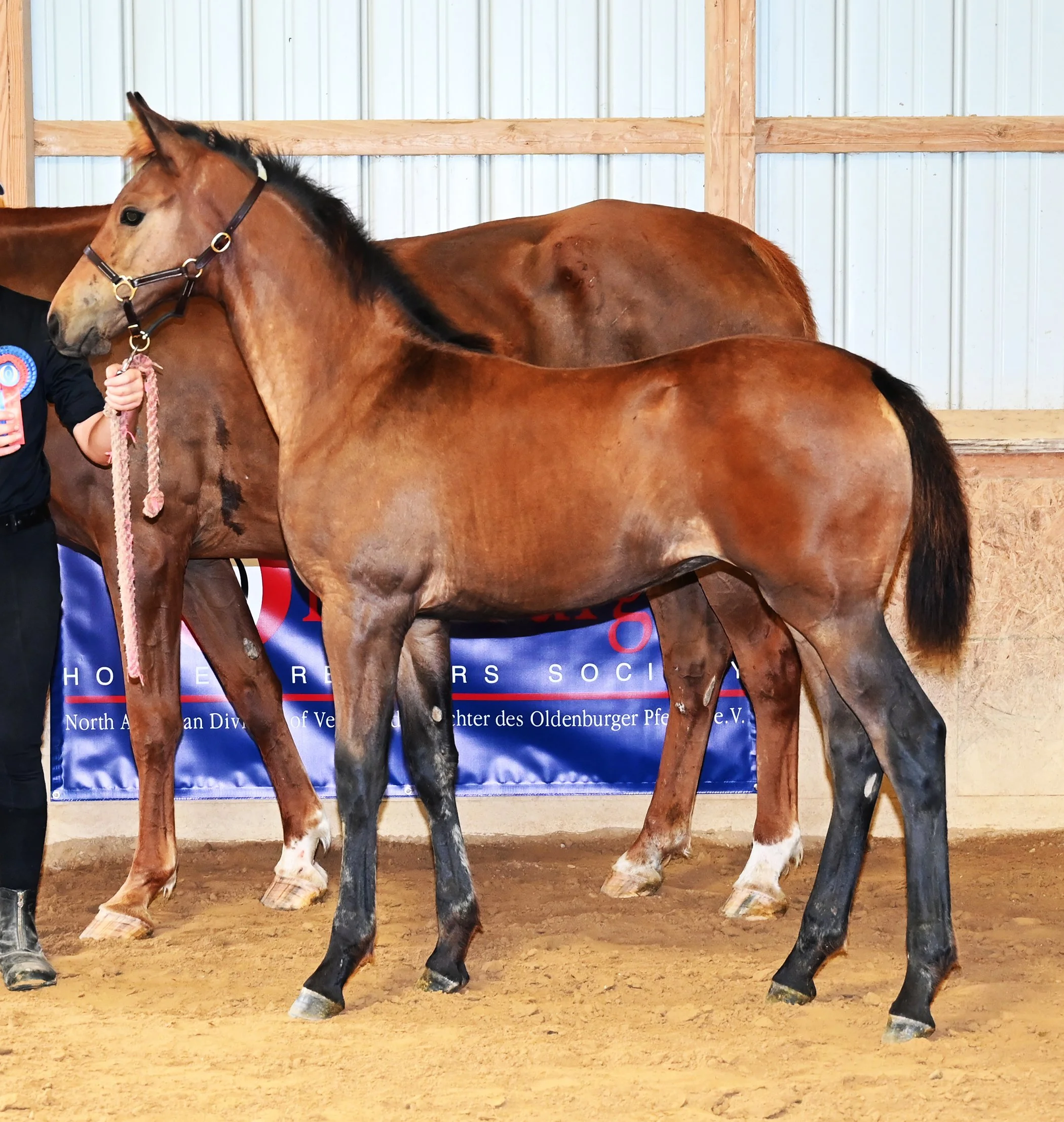Jinn inspection LS 1.jpg