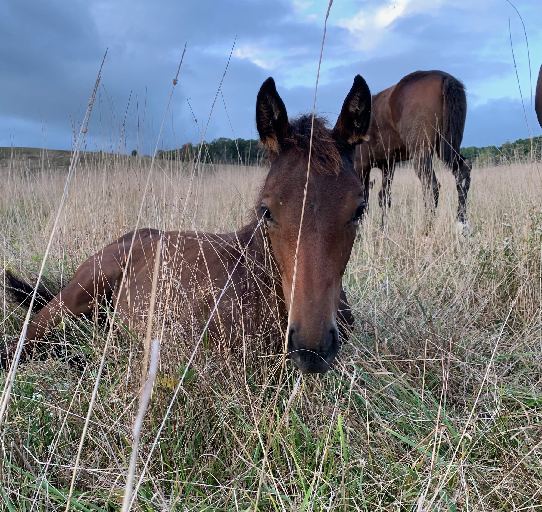 Henotic sleep 1s.jpg