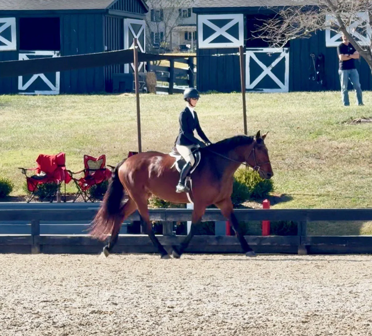 Nesta BVHS trot 2.jpg