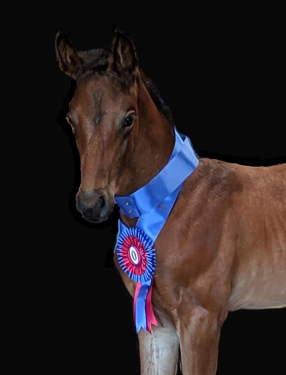 Henotic ribbon 1 crop 3.jpg