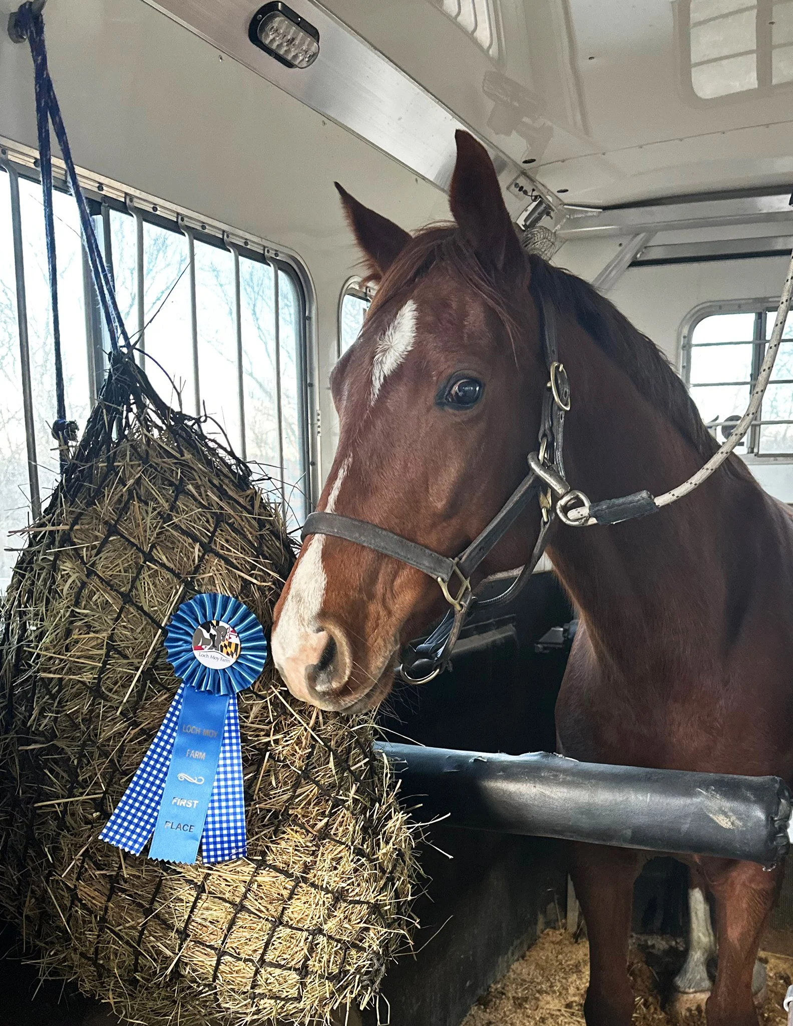 Cadenza MDHTXCD ribbon 1.jpg