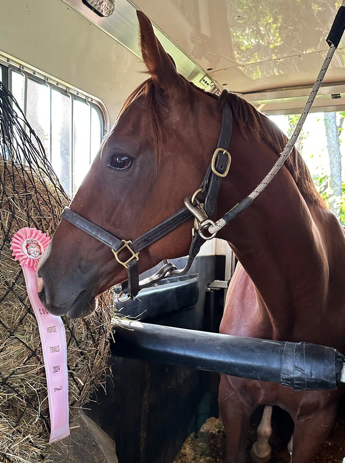 Cadenza CDCTA ribbon.jpg