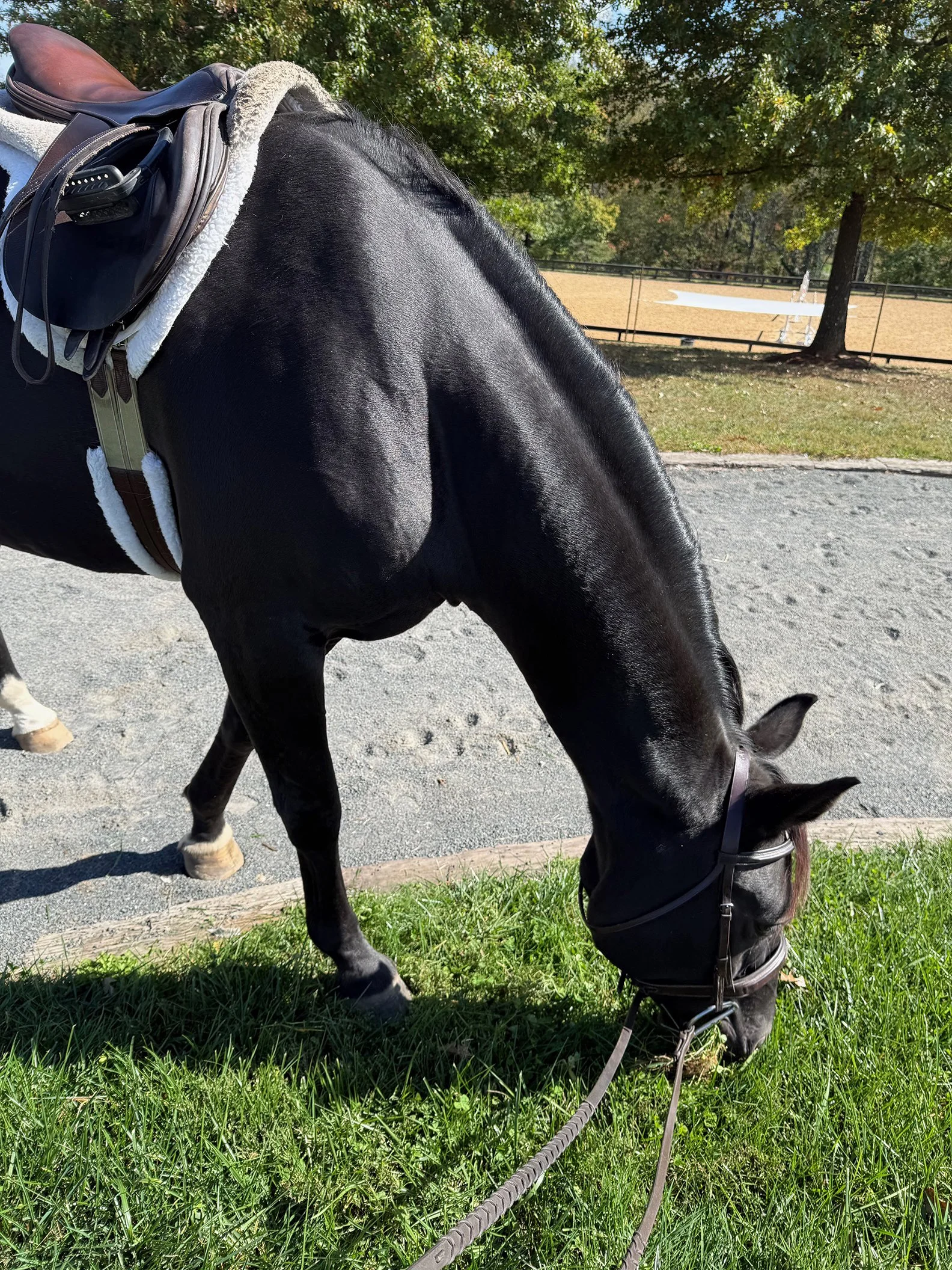 Fierce BVLYHS graze 1.jpg