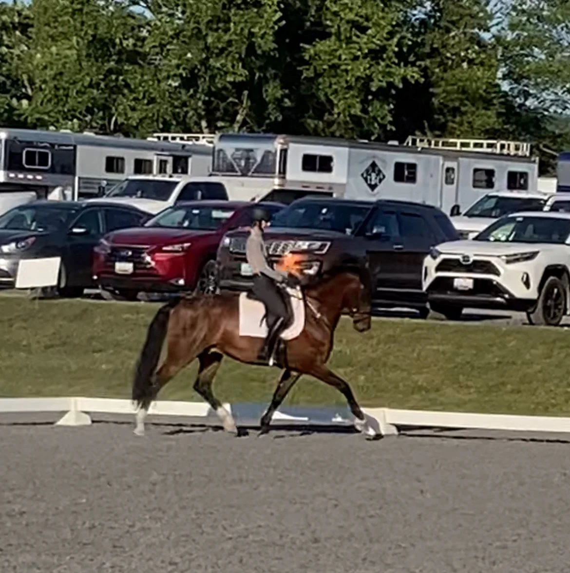 Marcelo MDTW 8-22 trot 2.jpg