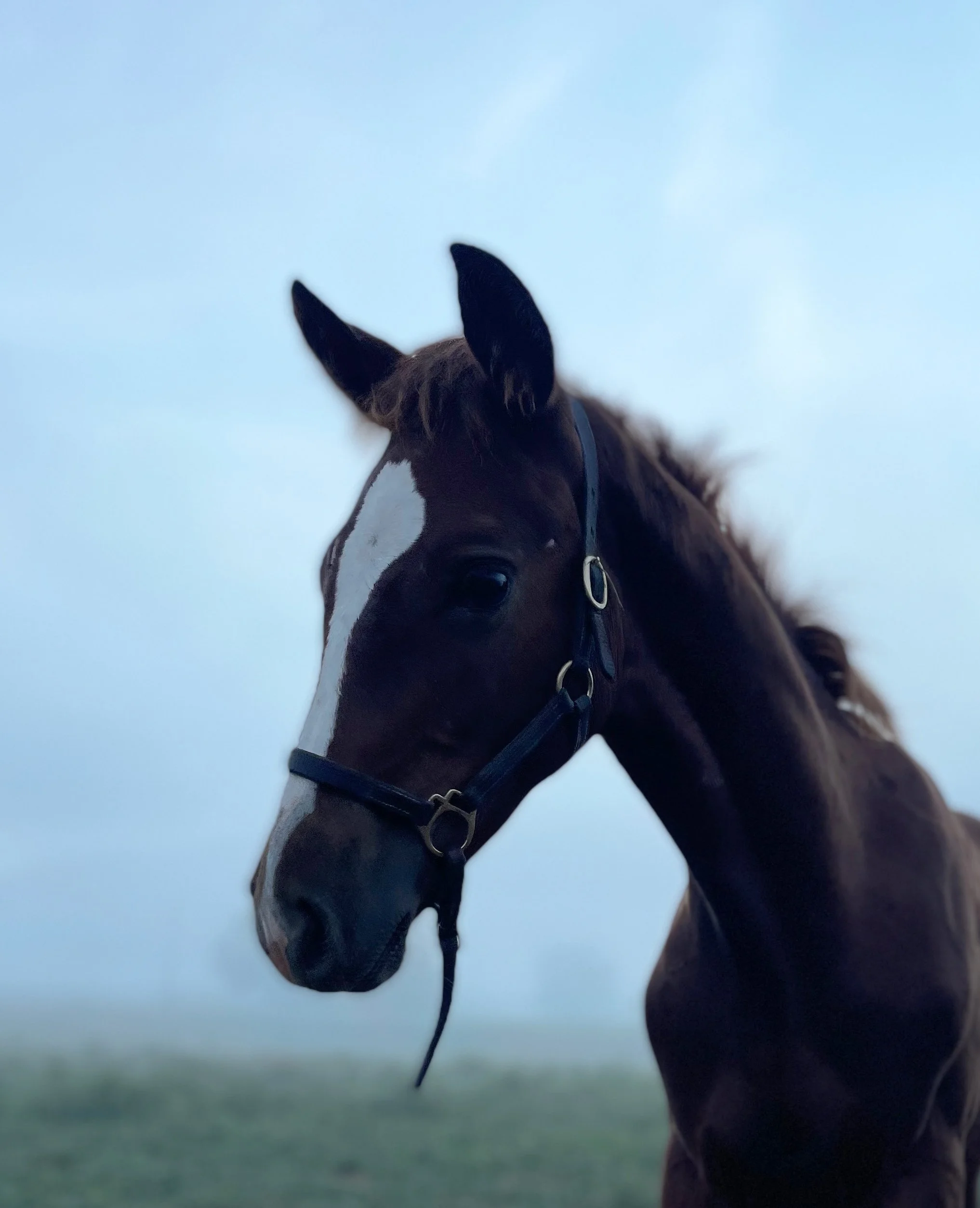 Quiet head 9-22-1.jpg