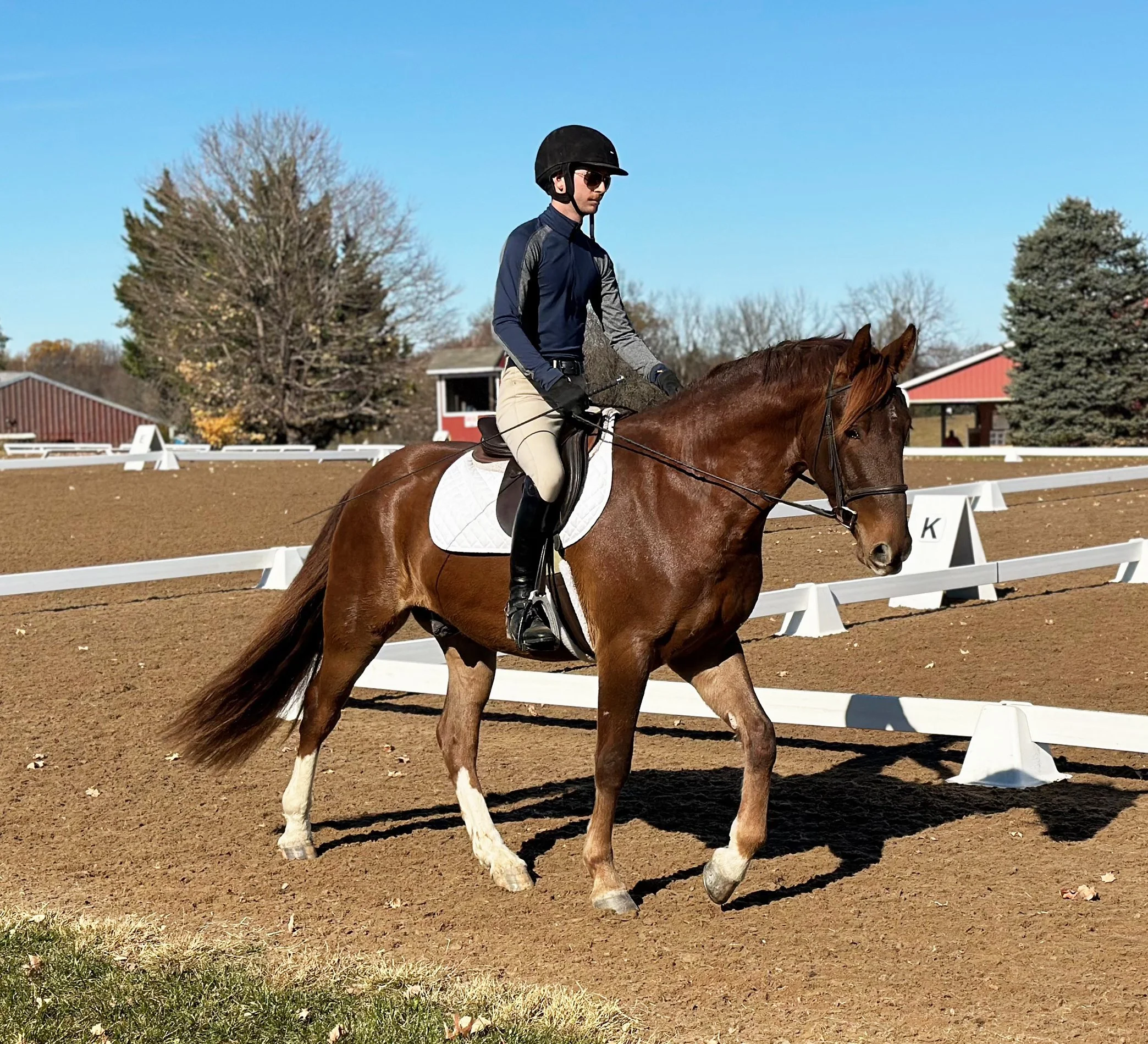 Meeko WDST walk 2.jpg