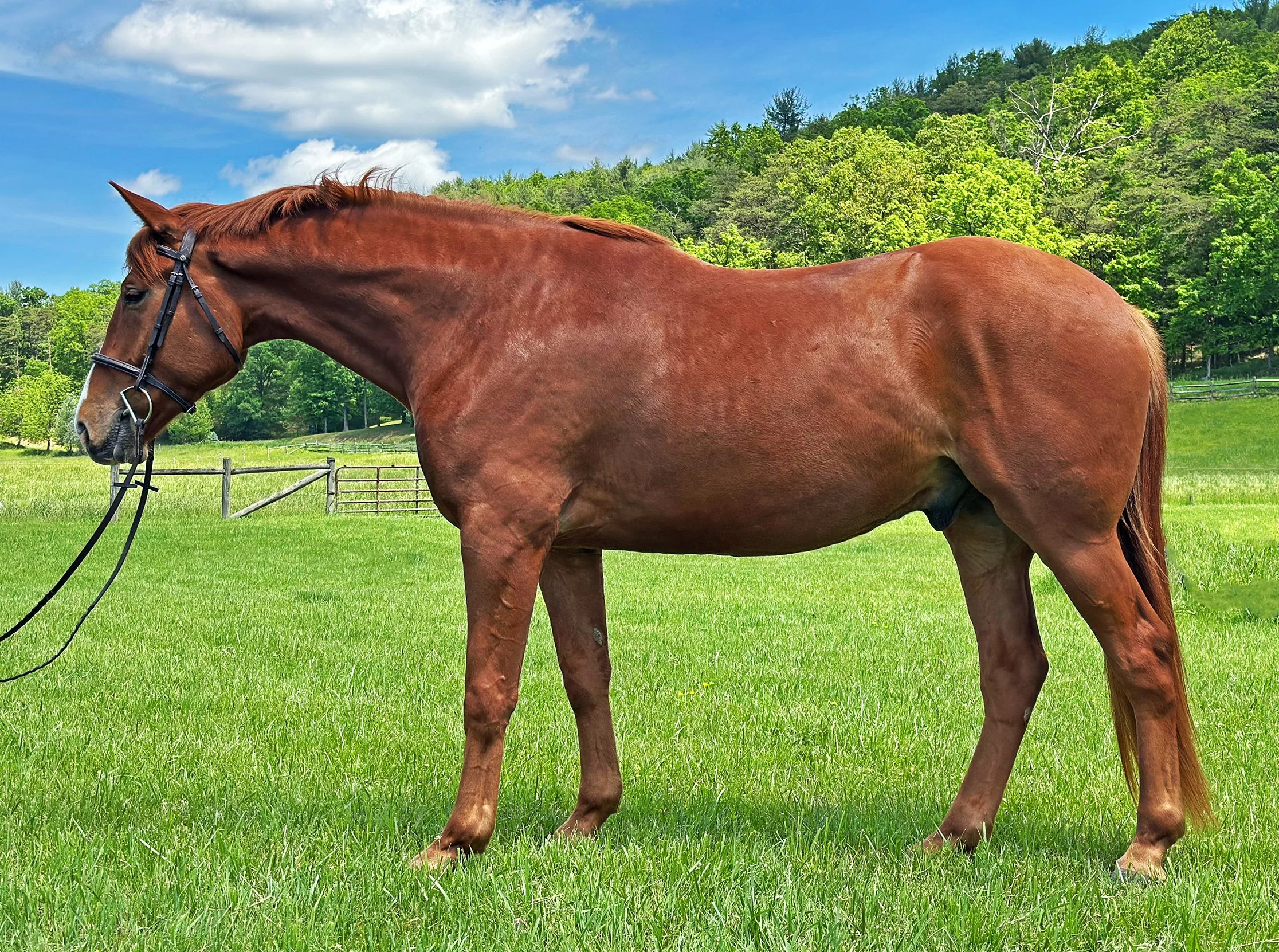 Titanium 5-25 LS 2g.jpg