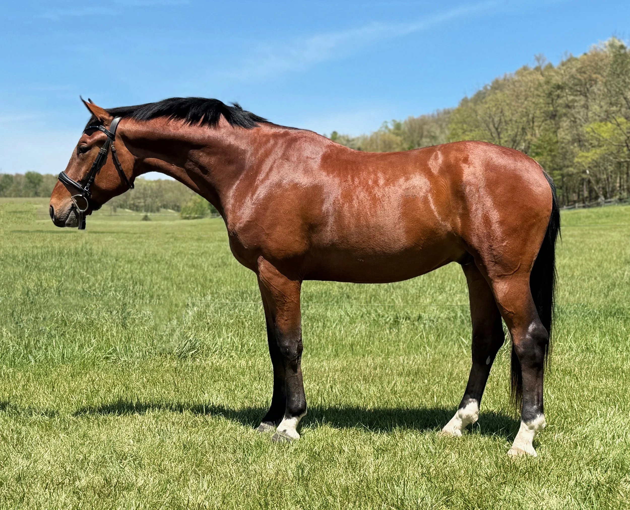 Fame LS 5-26-1G.jpg