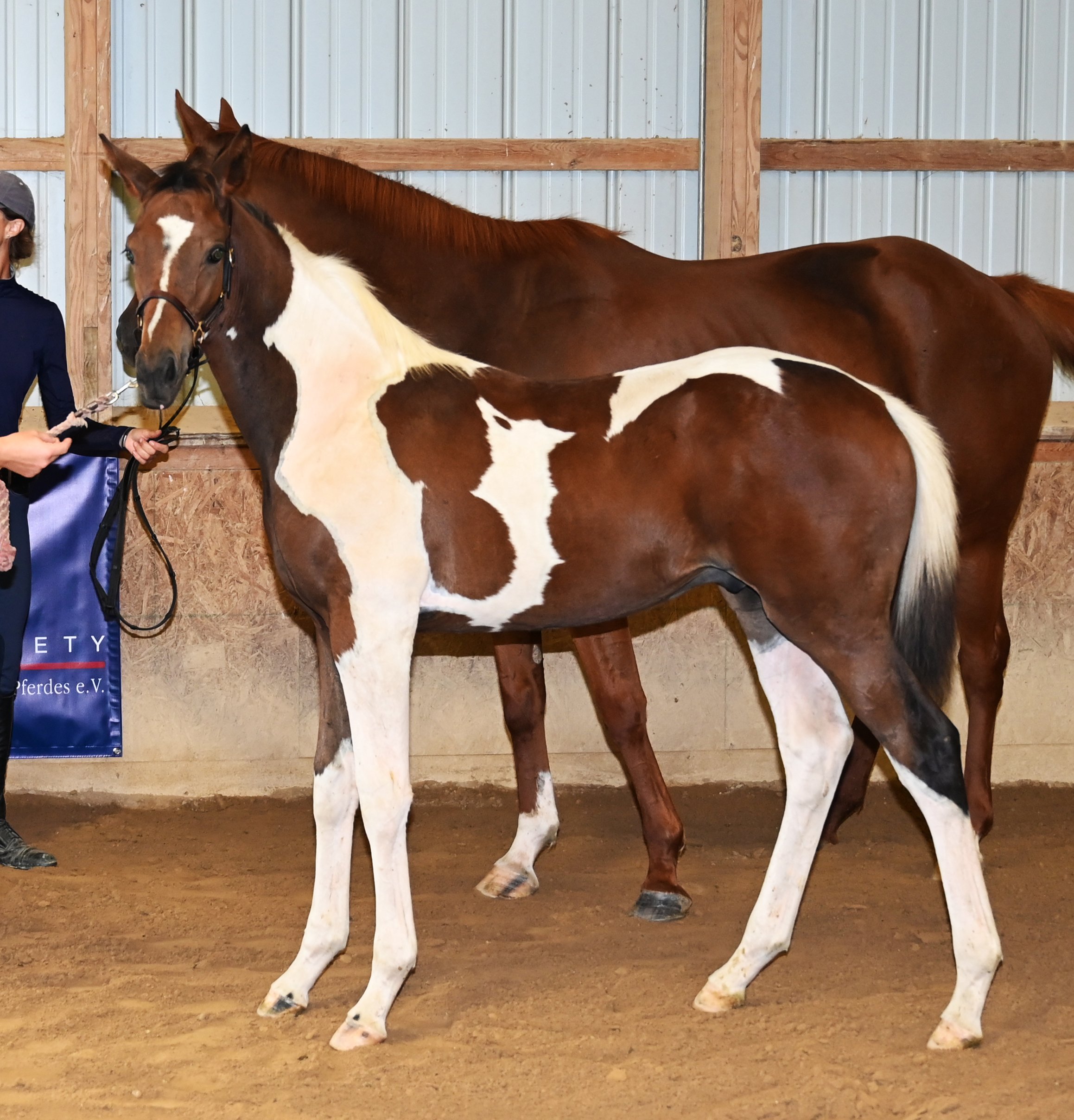 Gelos inspection LS 2.jpg