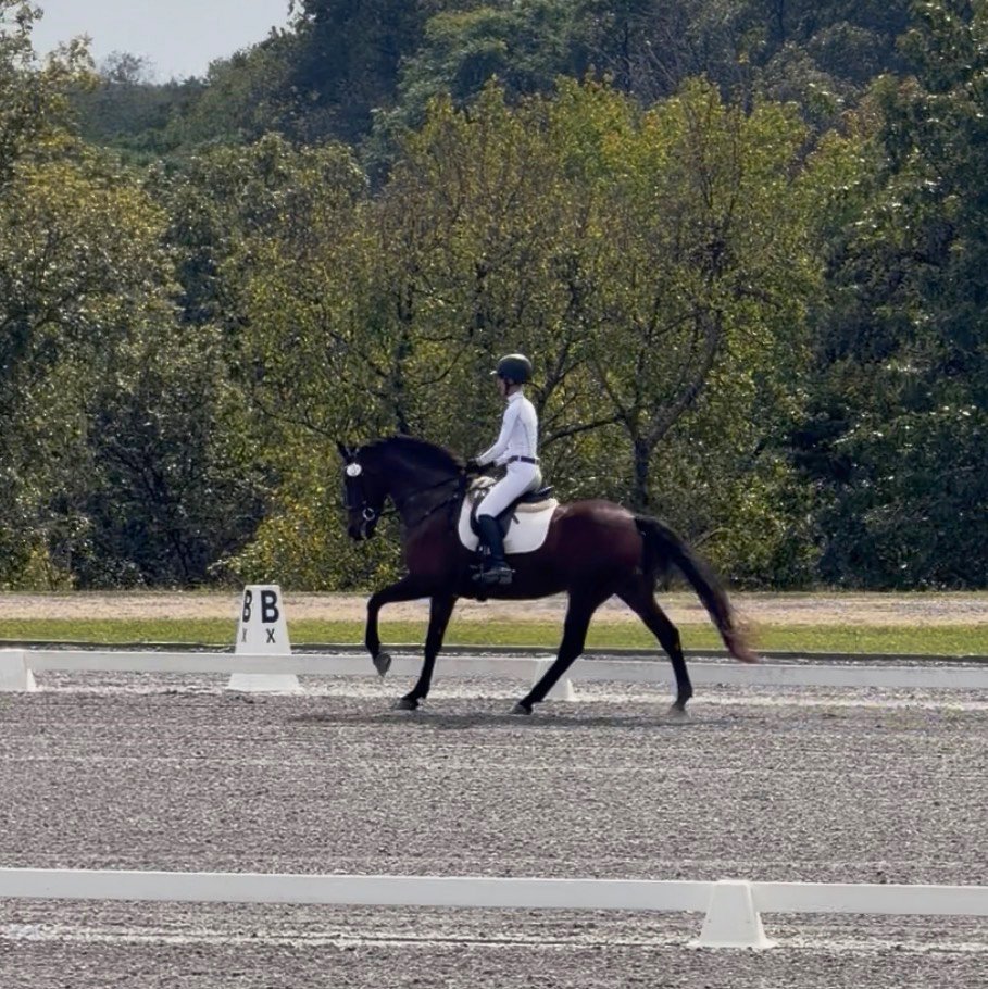 Jinn MDST canter 2.jpg