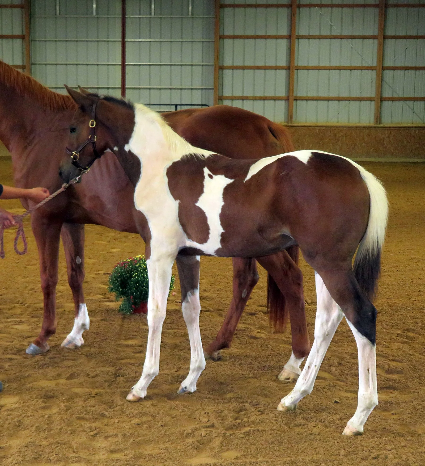 Gelos inspection LS 1.jpg
