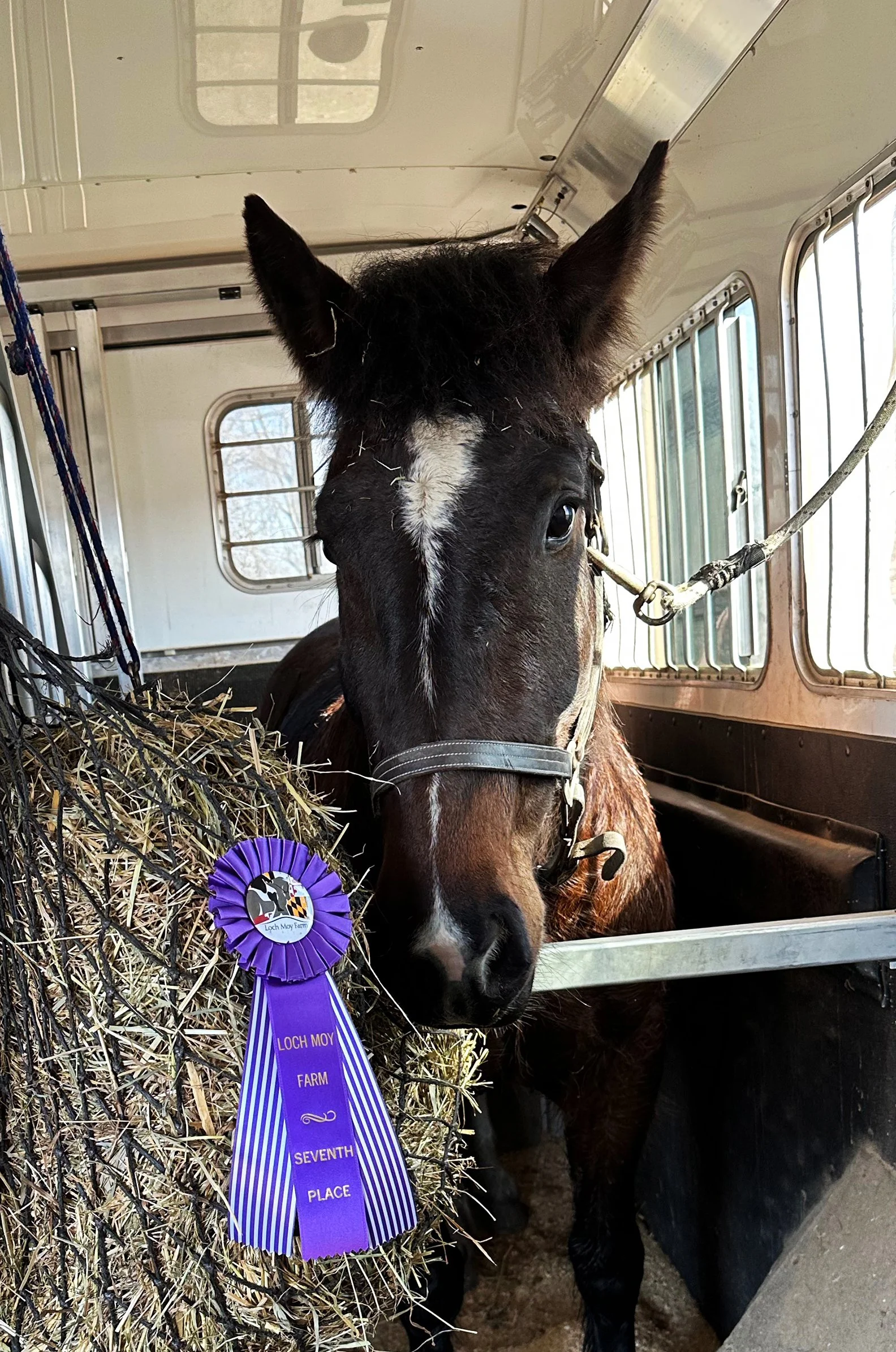 June MDHTED2 ribbon 1.jpg