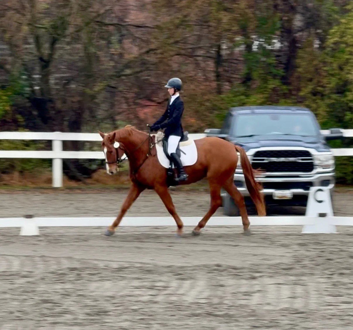 Titanium FMFHT trot 3.jpg